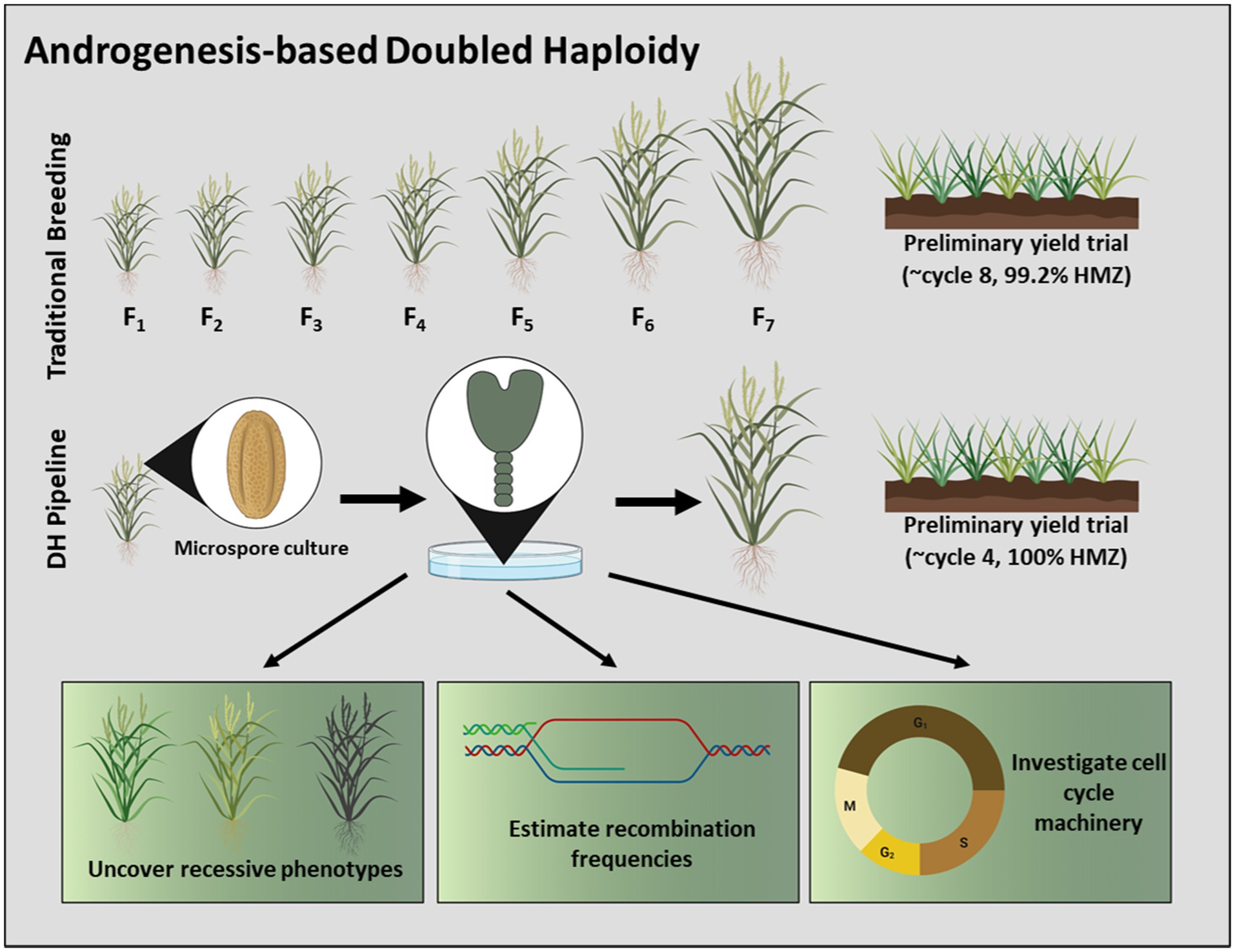 Frontiers Androgenesis Based Doubled Haploidy Past Present And 