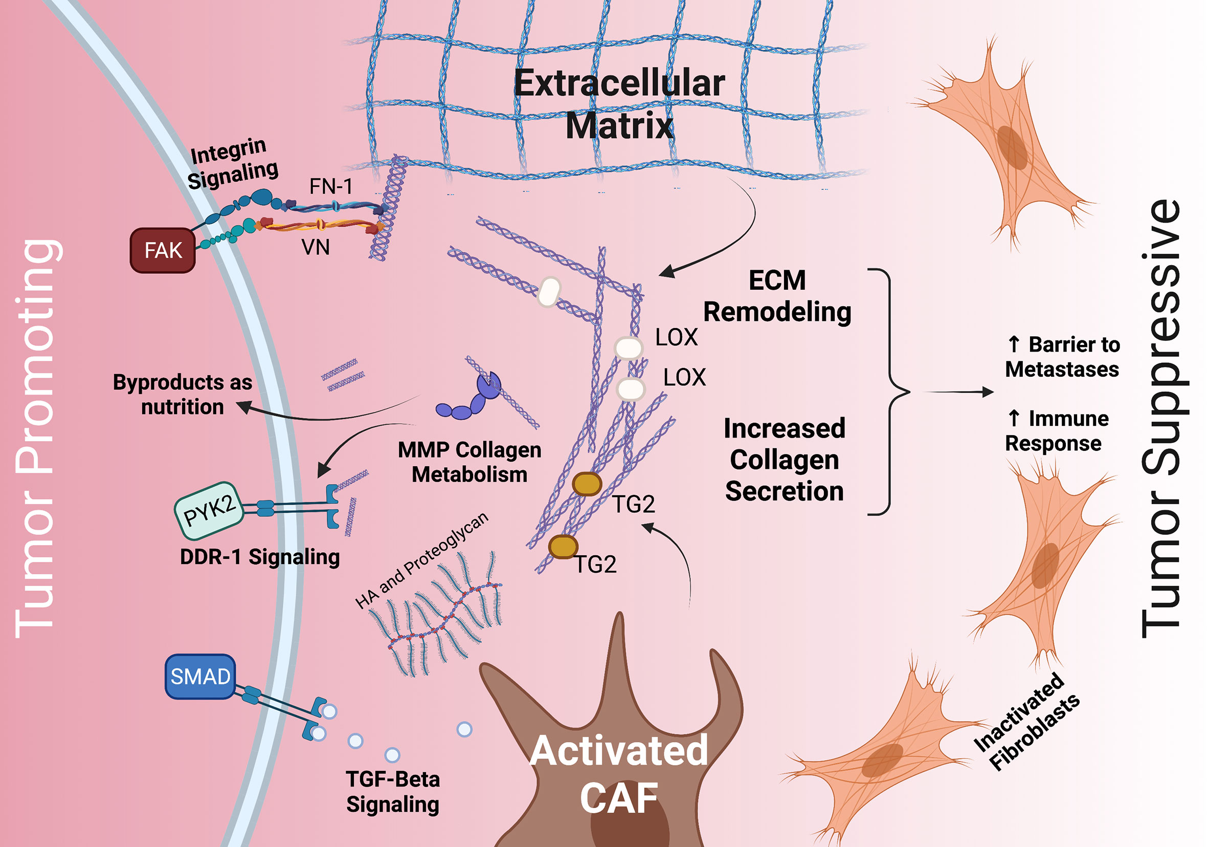 Frontiers The Pdac Extracellular Matrix A Review Of The Ecm Protein