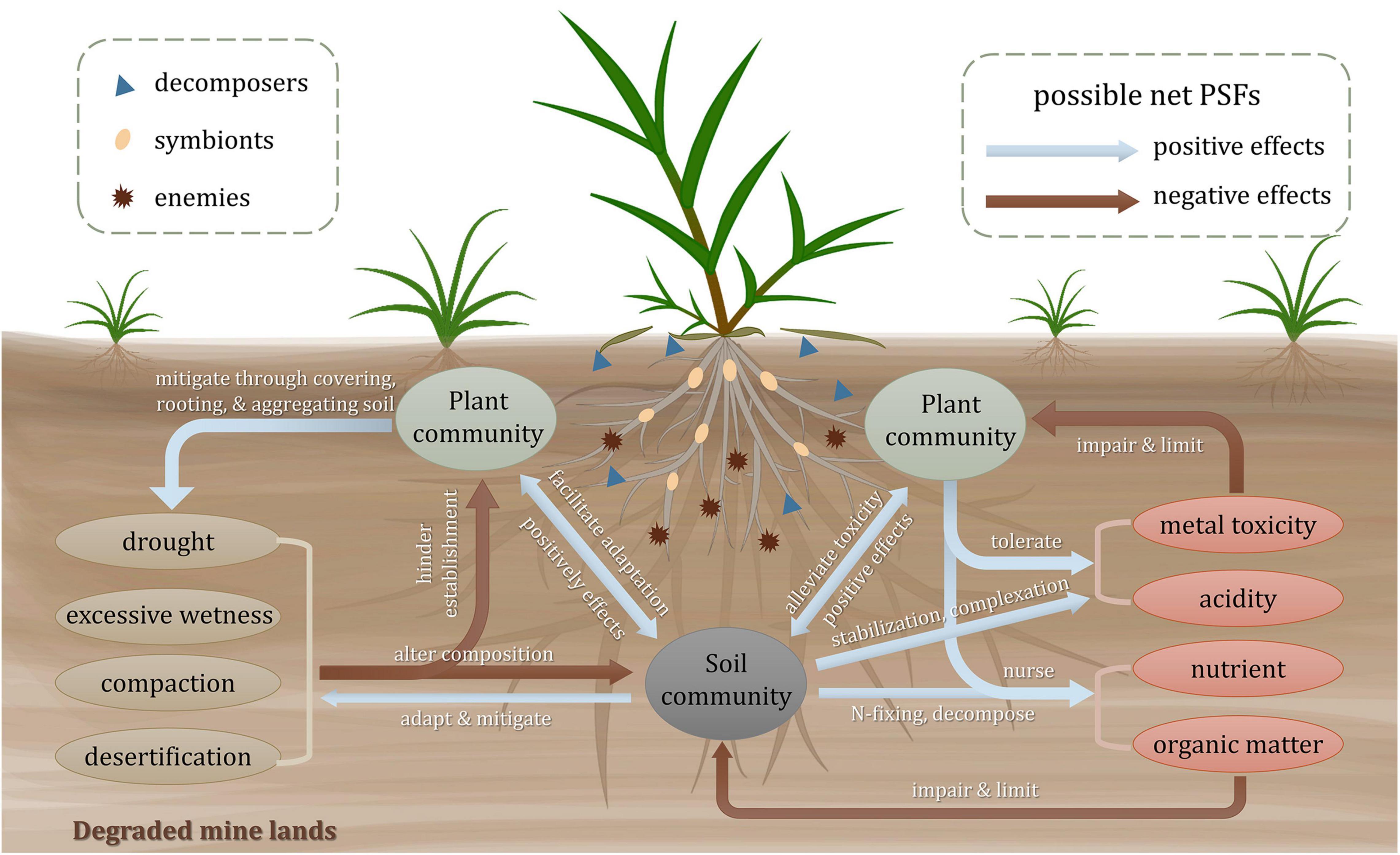 Frontiers Plant Soil Feedbacks For The Restoration Of Degraded Mine 