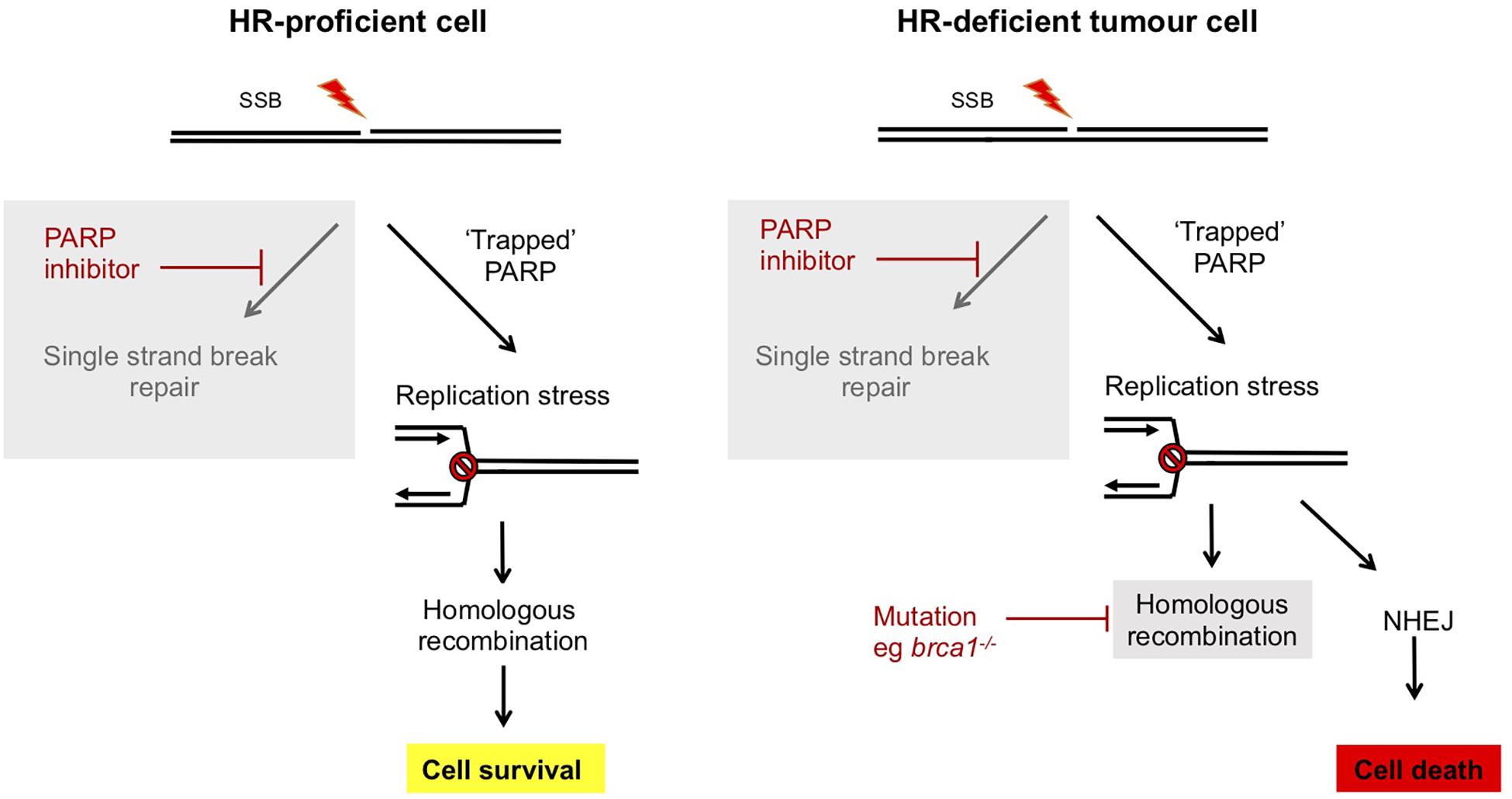 Mutational survivorship bias: The case of PNKP