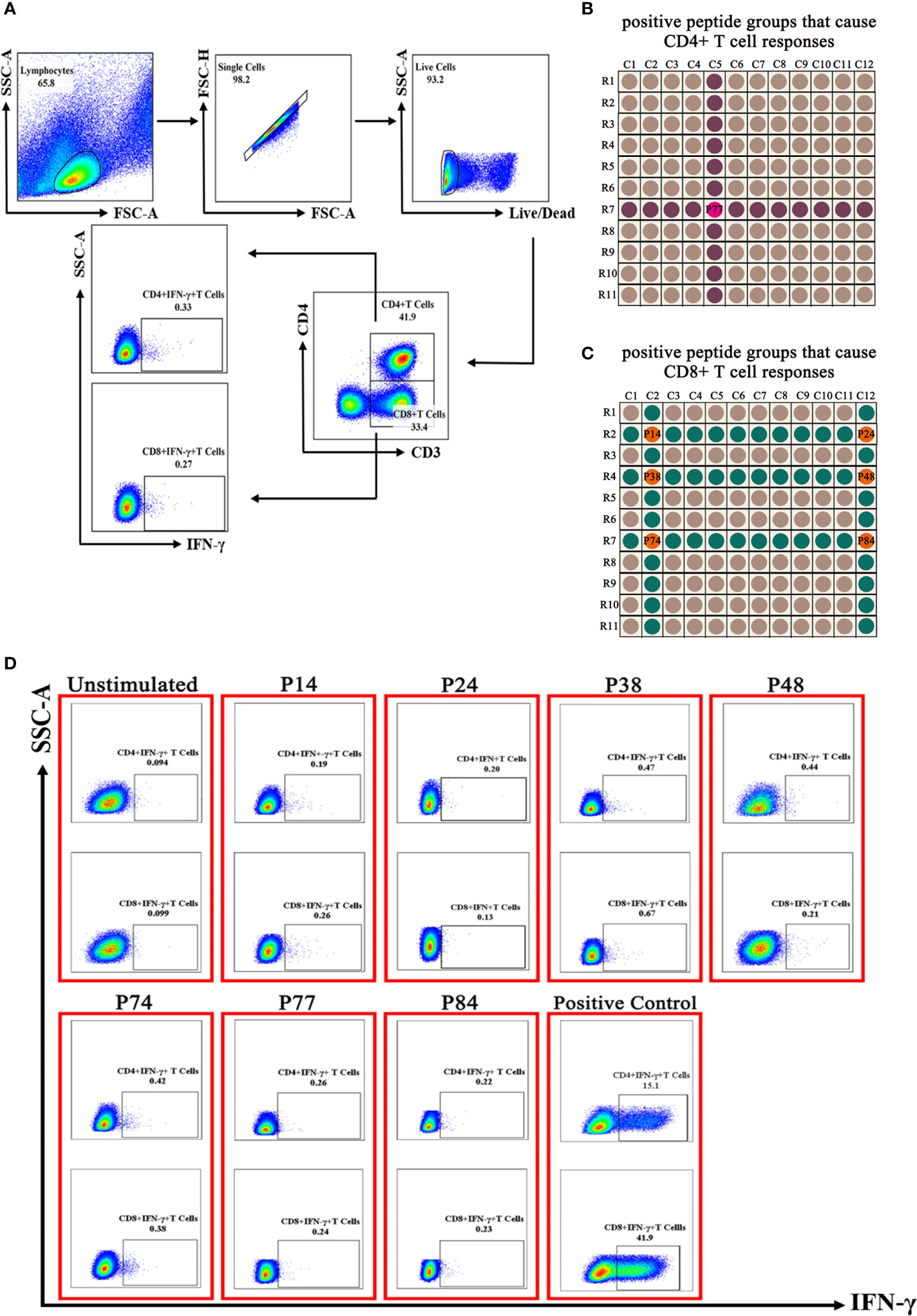 Frontiers | Three Specific Potential Epitopes That Could Be Recognized ...