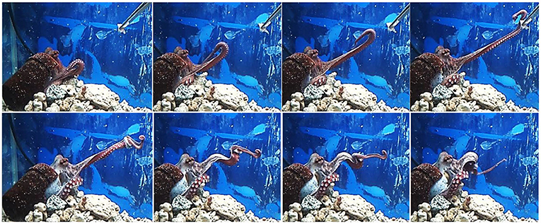 图2——典型的章鱼寻常的手臂运动。