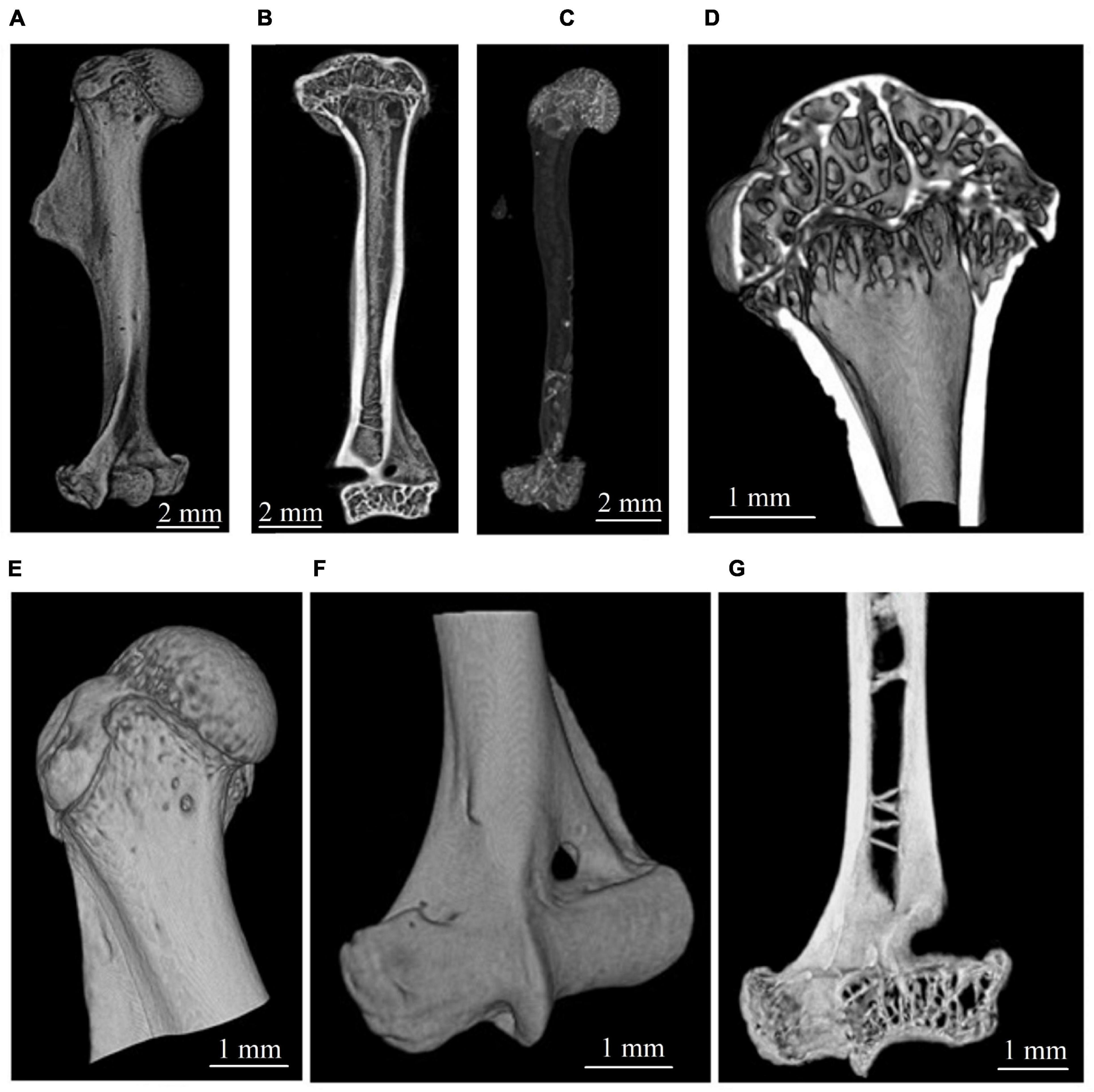 3850px x 3844px - Frontiers | Micro-CT Study of Mongolian Gerbil Humeral Bone After Prolonged  Spaceflight Based on a New Algorithm for Delimitation of Long-Bone Regions