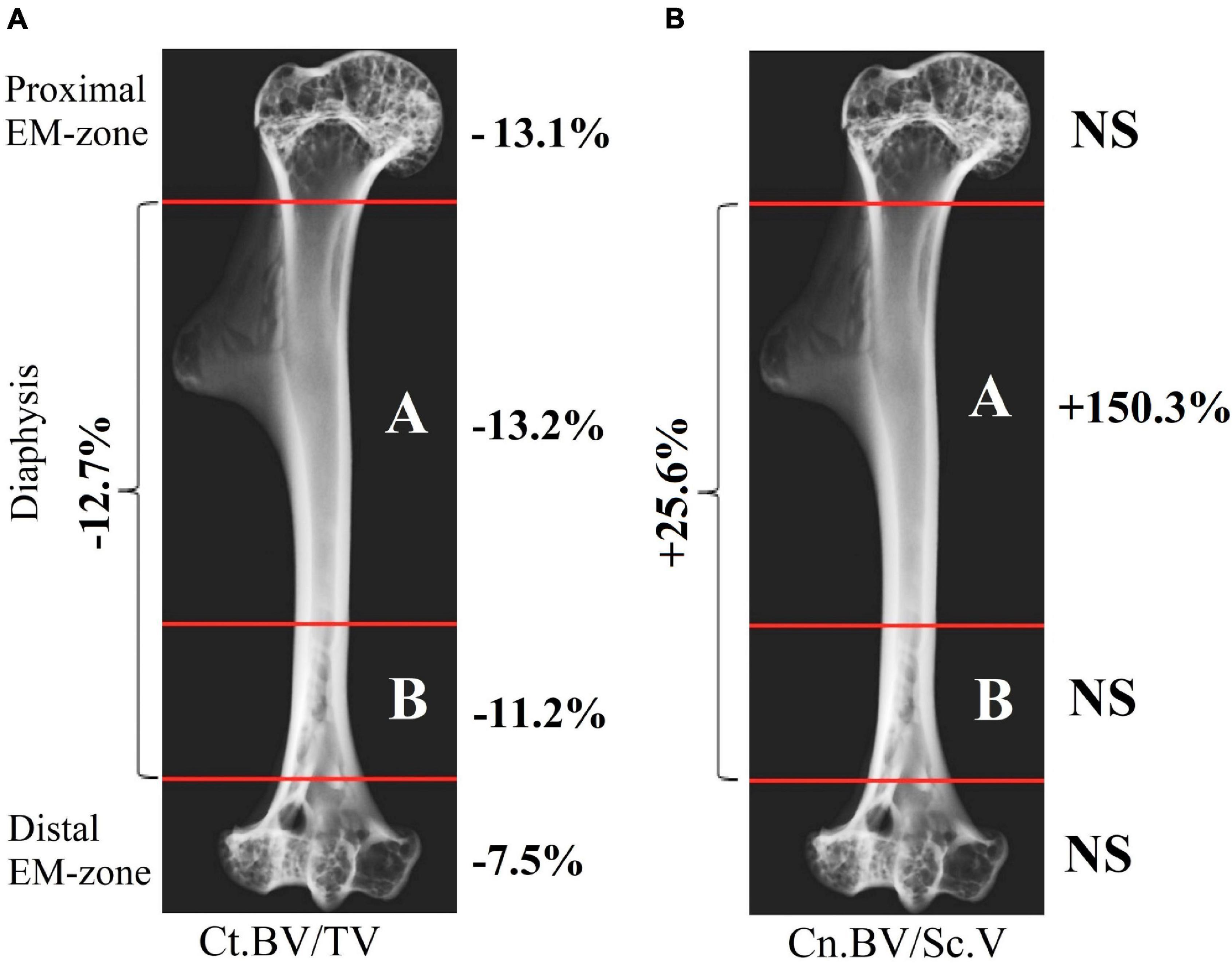 Denis Milne Sex Video - Frontiers | Micro-CT Study of Mongolian Gerbil Humeral Bone After Prolonged  Spaceflight Based on a New Algorithm for Delimitation of Long-Bone Regions
