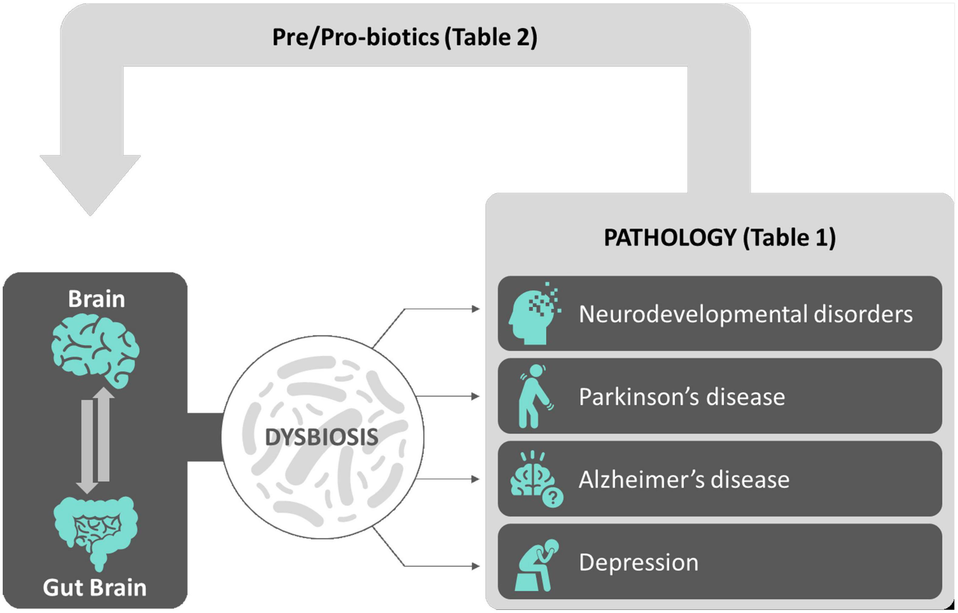 Frontiers | Gut and Brain: Investigating Physiological and Pathological  Interactions Between Microbiota and Brain to Gain New Therapeutic Avenues  for Brain Diseases