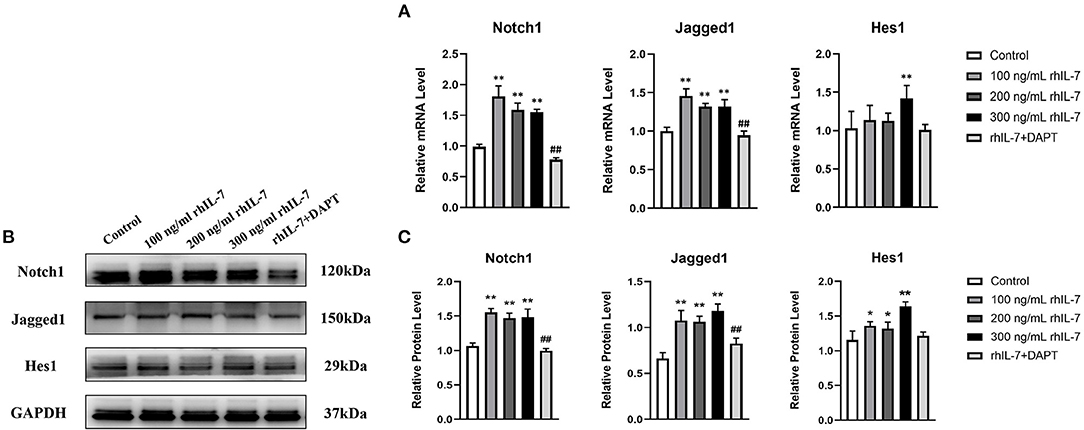 Immunization of Mice with a Live Transconjugant Shigella Hybrid Strain  Induced Th1 and Th17 Cell‐Mediated Immune Responses and Confirmed Passive  Protection Against Heterologous Shigellae - Nag - 2016 - Scandinavian  Journal of