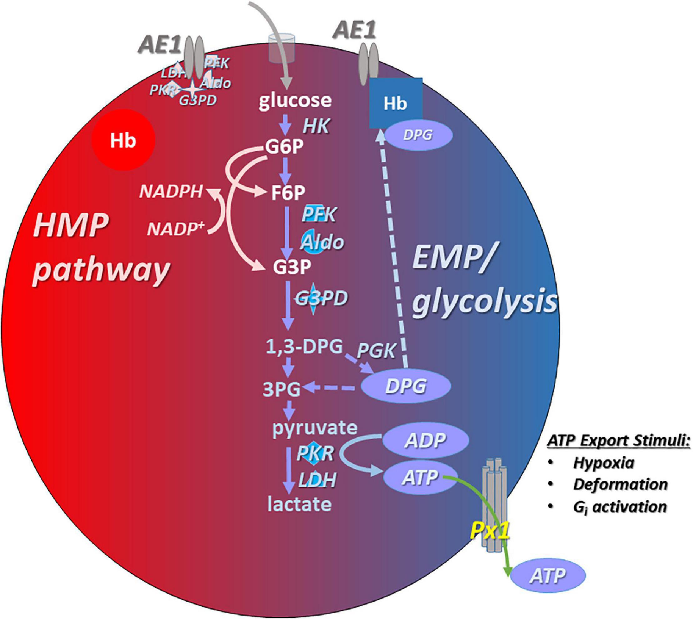 Frontiers Generation And Export Of Red Blood Cell ATP In Health And 