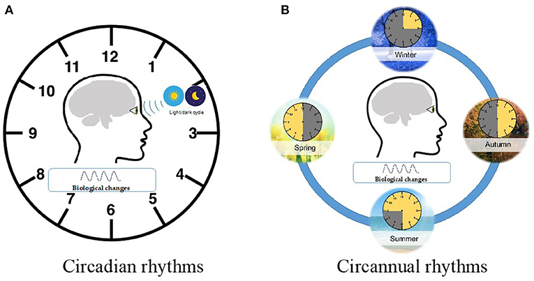 Figure 2 - Biological rhythms include (A) the circadian rhythm, which are natural 24-hours cycles physiology and behavior; and (B) circannual rhythms, which are natural 12-months cycles of physiology and behavior.