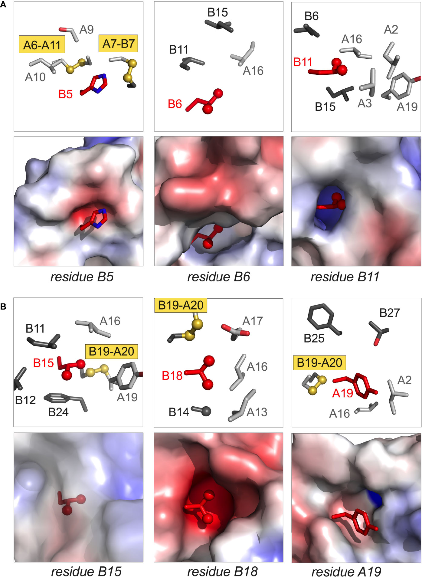 Frontiers | Structural Lessons From the Mutant Proinsulin Syndrome