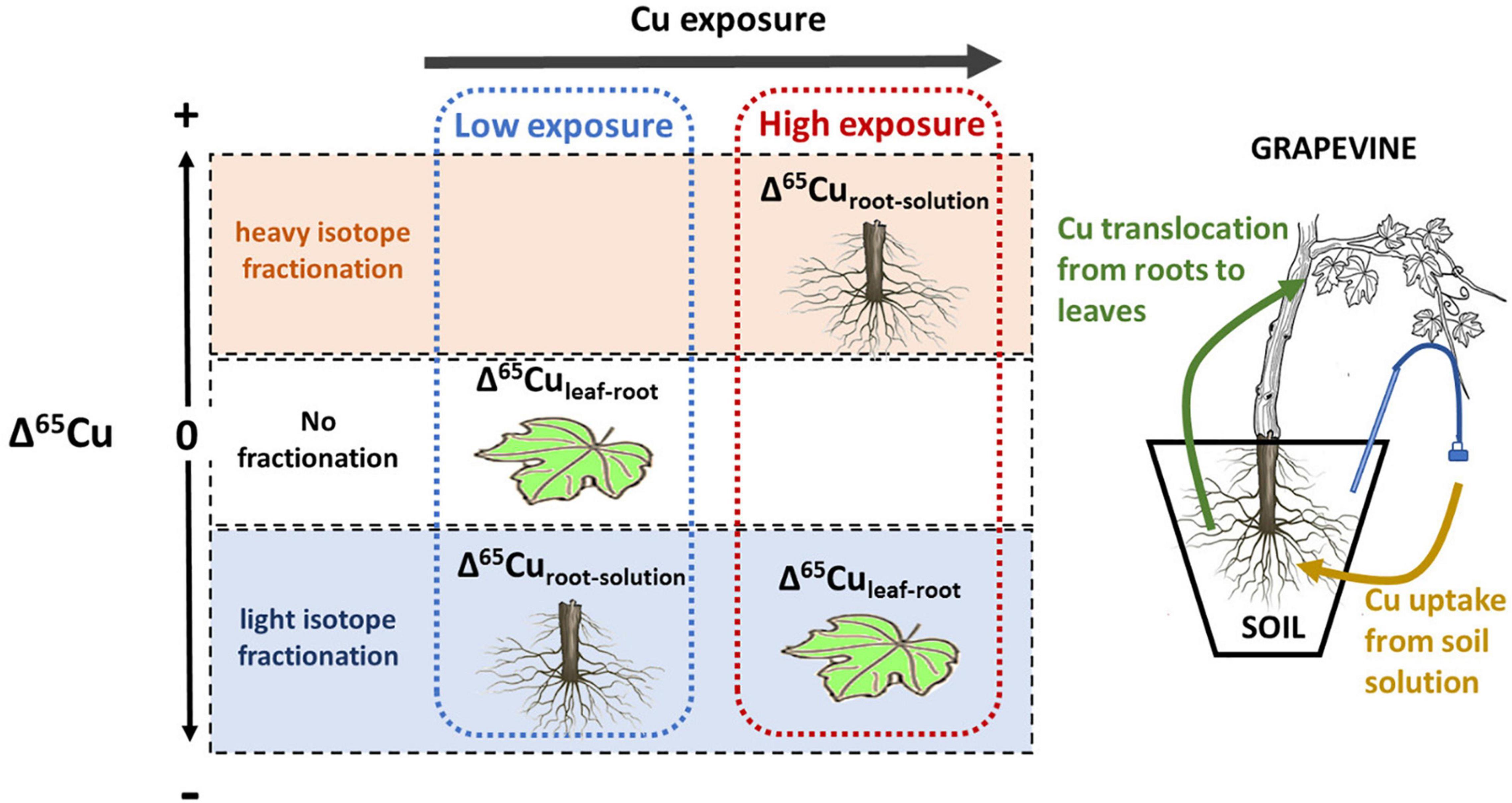 Copper accumulation, translocation, and toxic effects in grapevine