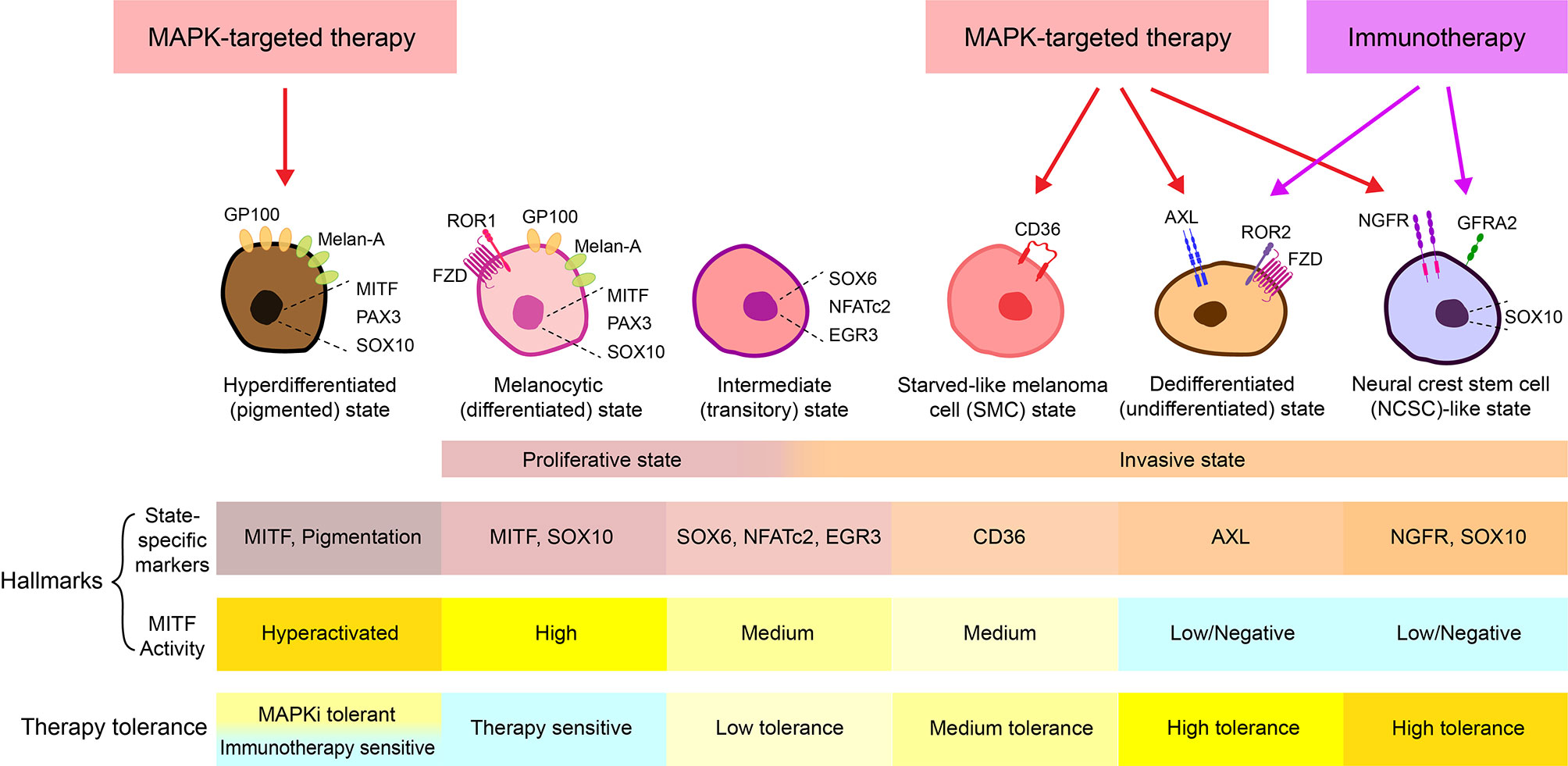 Frontiers | Plasticity: Promoter of Metastasis and Resistance to Therapy Oncology