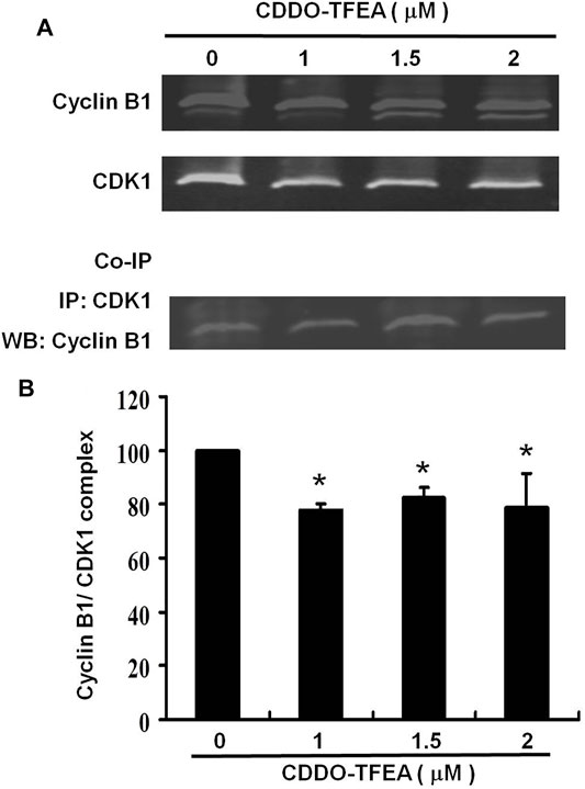 Cyclin B1 antibody (55004-1-AP)