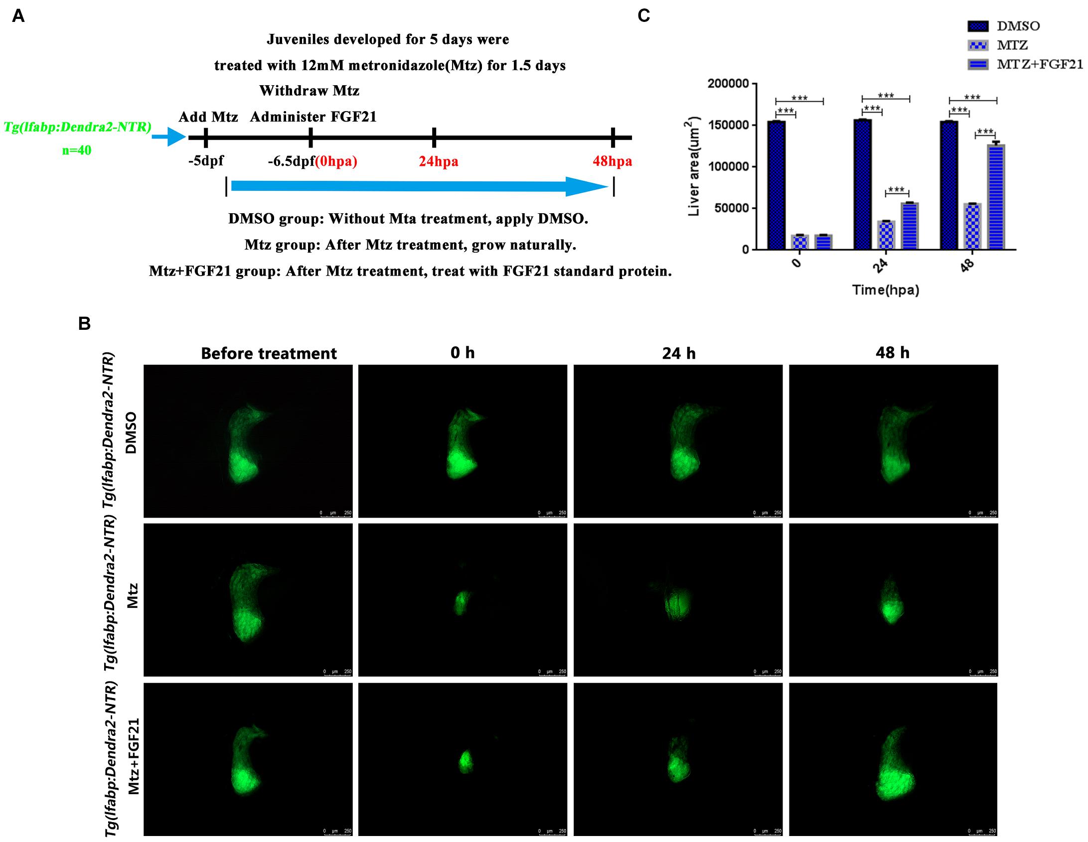 Frontiers Fibroblast Growth Factor 21 Augments Autophagy And Reduces Apoptosis In Damaged Liver To Improve Tissue Regeneration In Zebrafish Cell And Developmental Biology