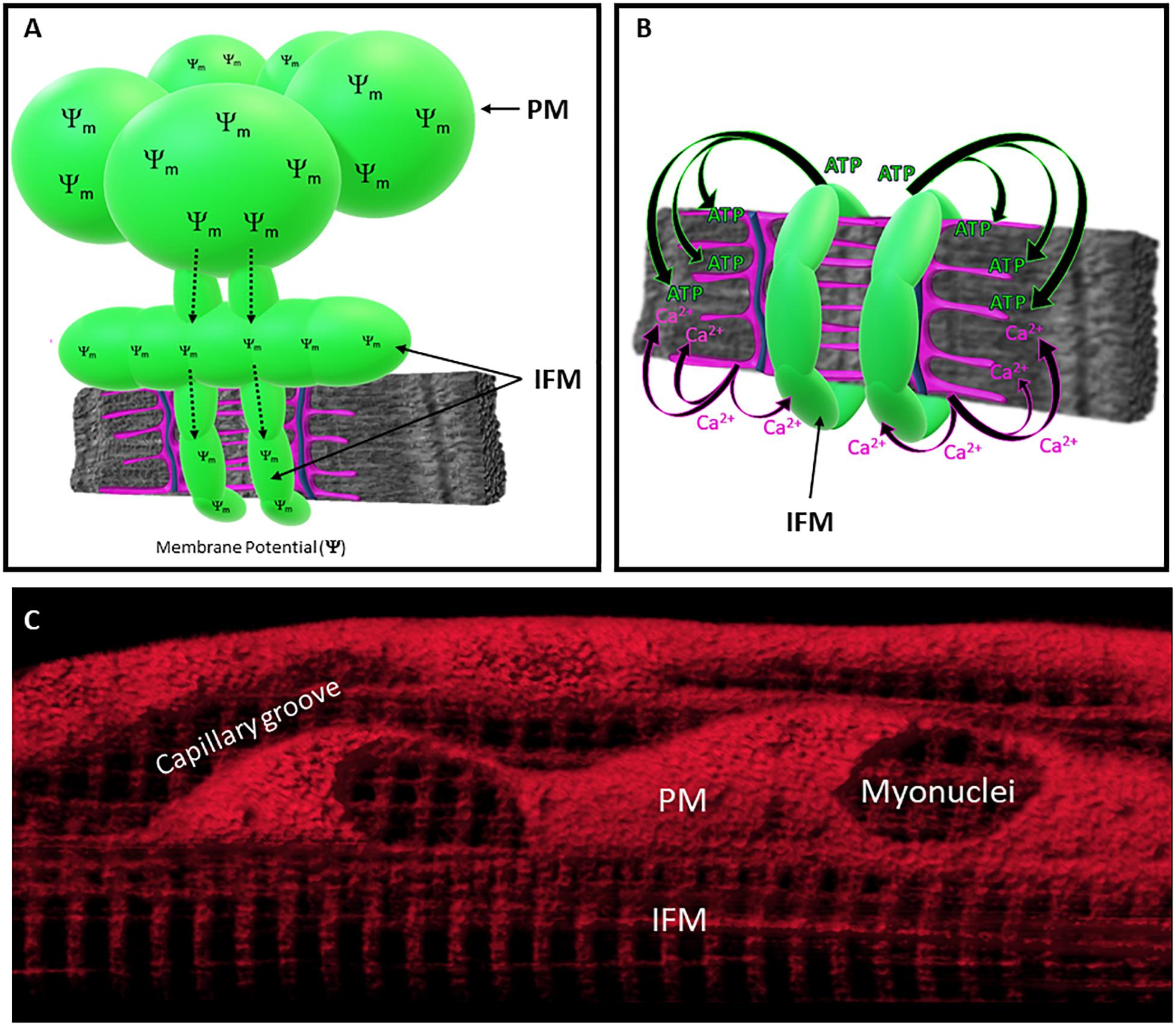 Frontiers Subcellular Specialization Of Mitochondrial Form And