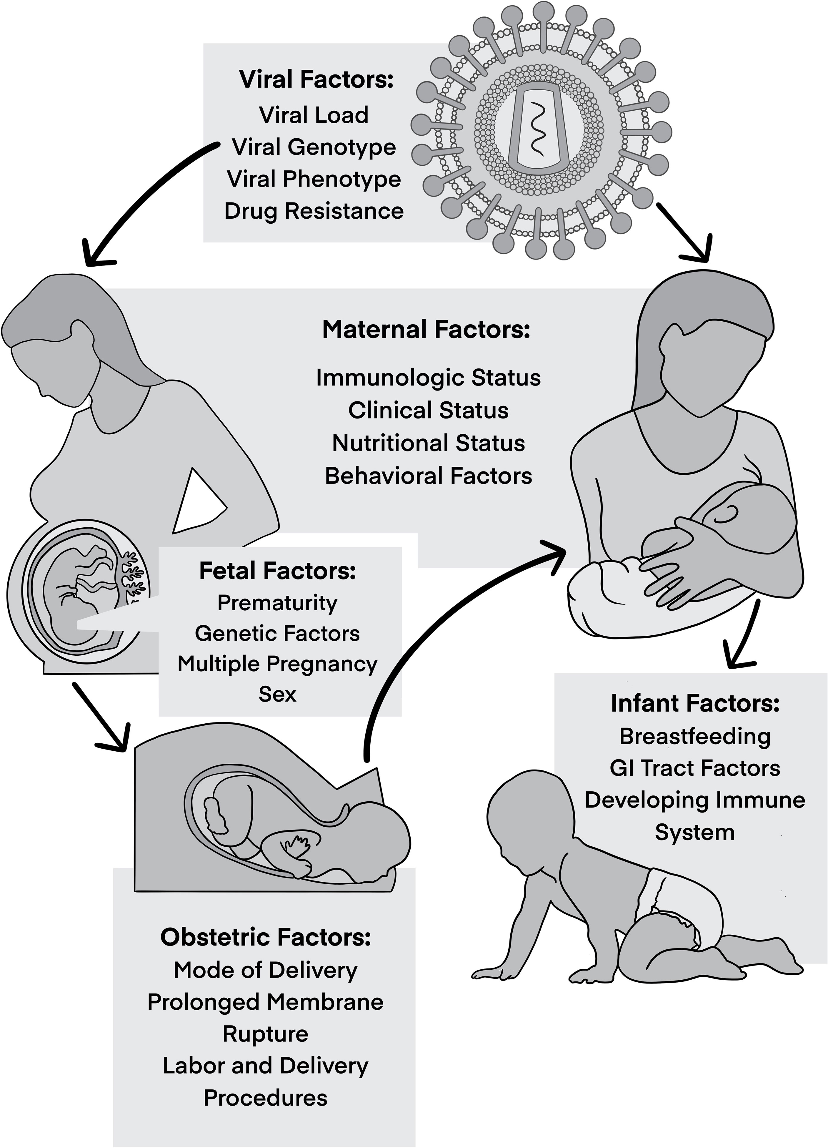 Frontiers Understanding Viral And Immune Interplay During Vertical 