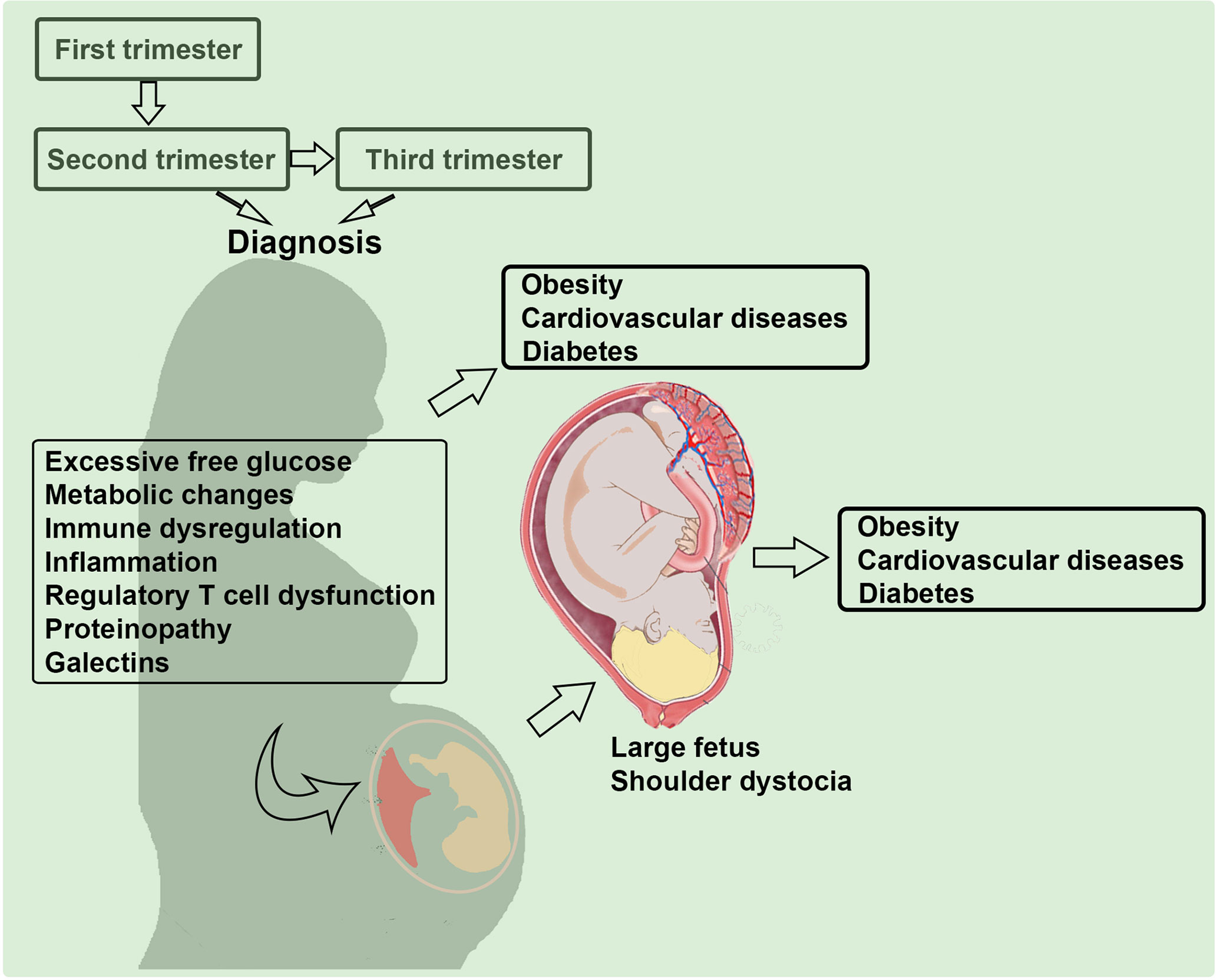 Frontiers | Immunobiology of Gestational Diabetes Mellitus in Post ...
