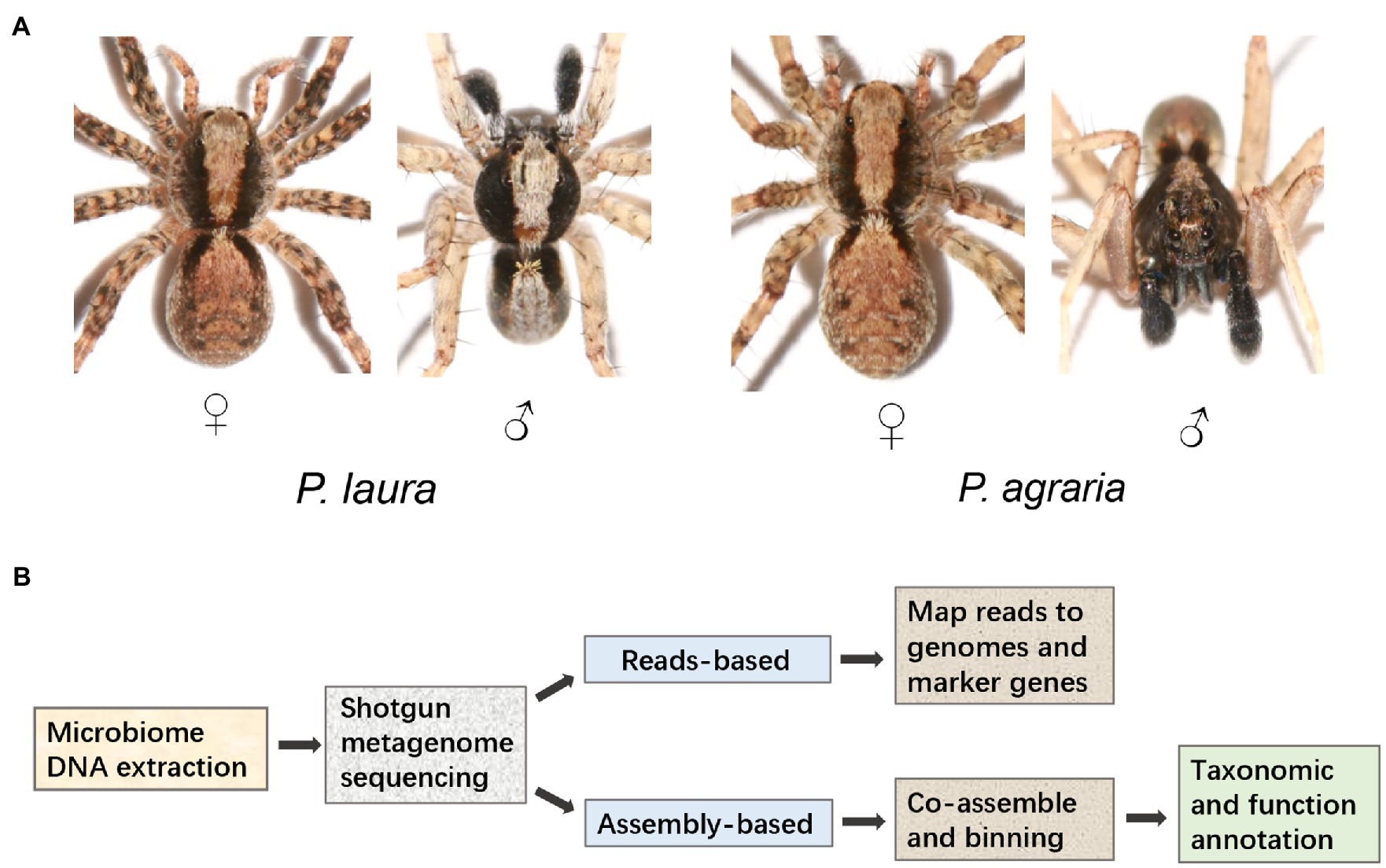 different types of spiders in the world