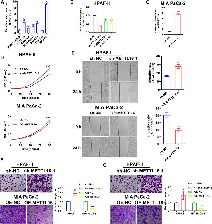 Frontiers | METTL16 Predicts A Favorable Outcome And Primes Antitumor ...