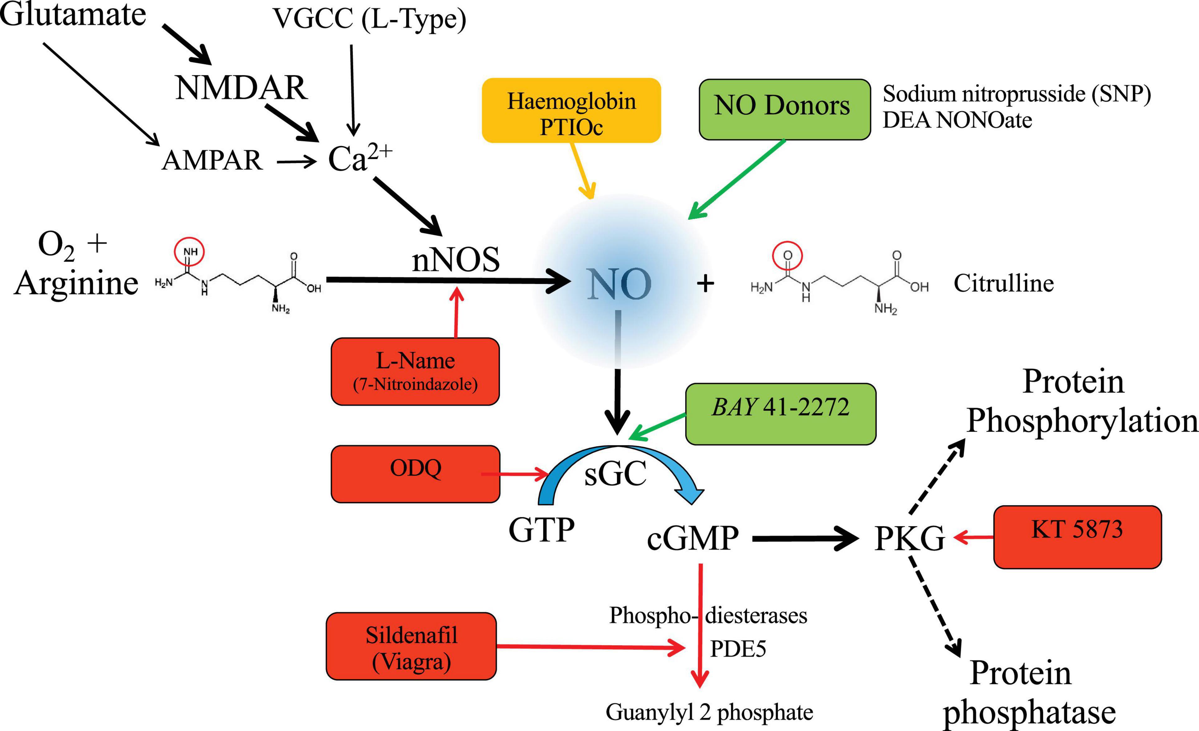 Frontiers Nitric Oxide Signaling In The Auditory Pathway