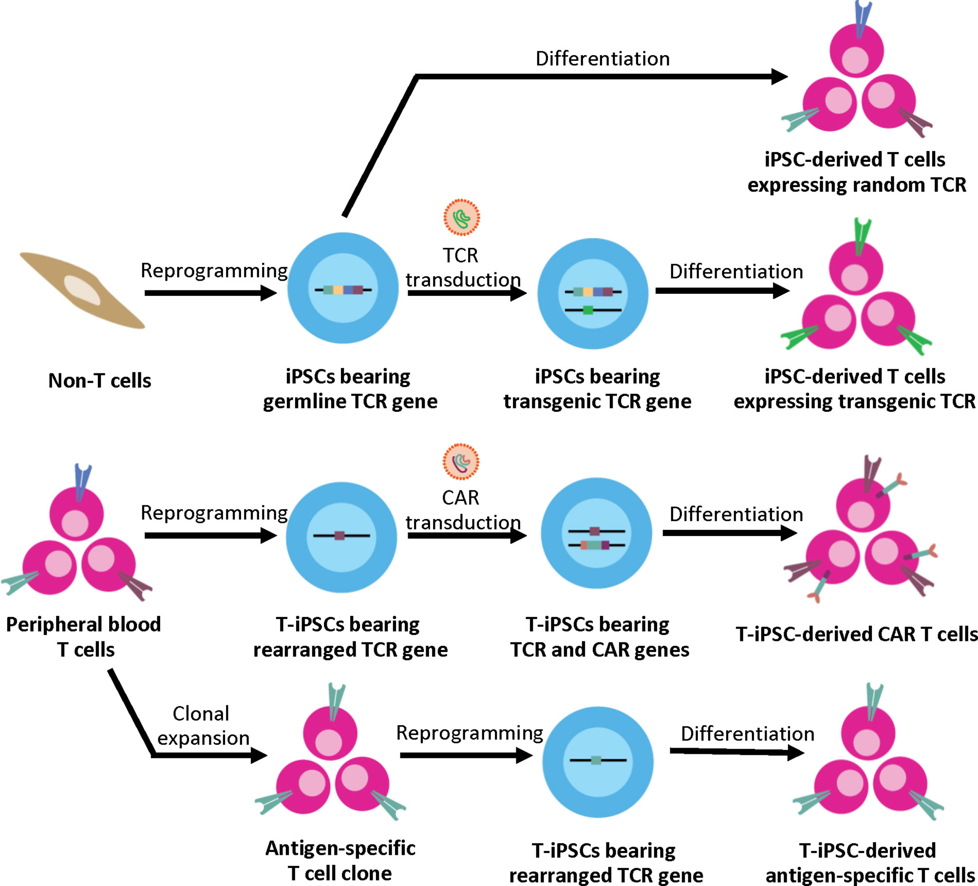 Frontiers Advances In Adoptive Cell Therapy Using Induced Pluripotent 