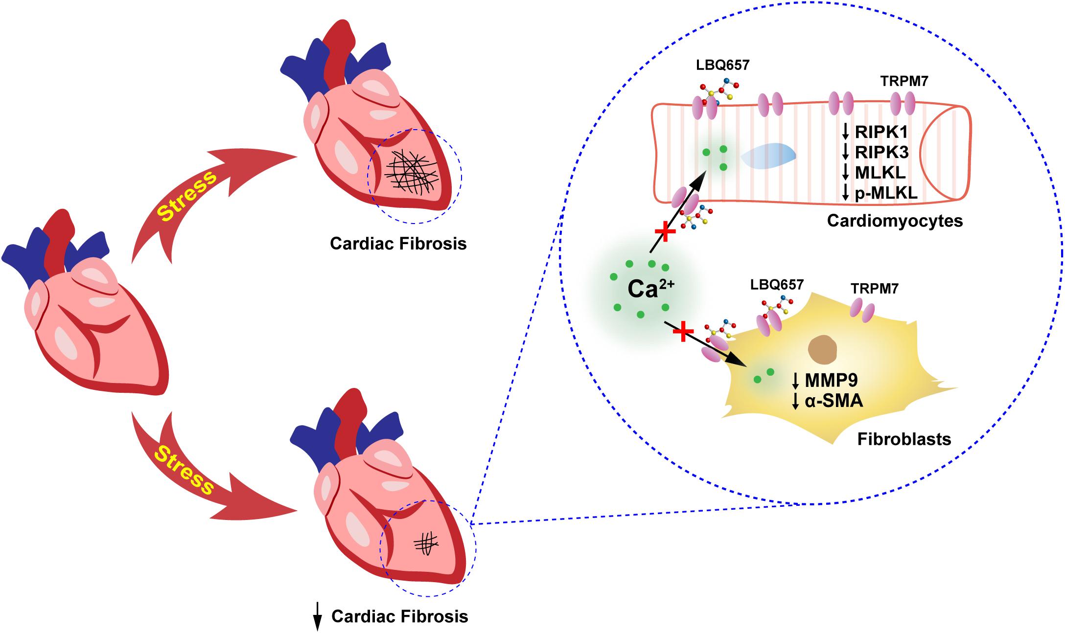 Frontiers | Sacubitril Ameliorates Cardiac Fibrosis Through Inhibiting ...