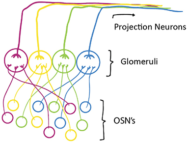 图2的轴突OSNs满足其他大脑细胞的轴突结构称为肾小球。