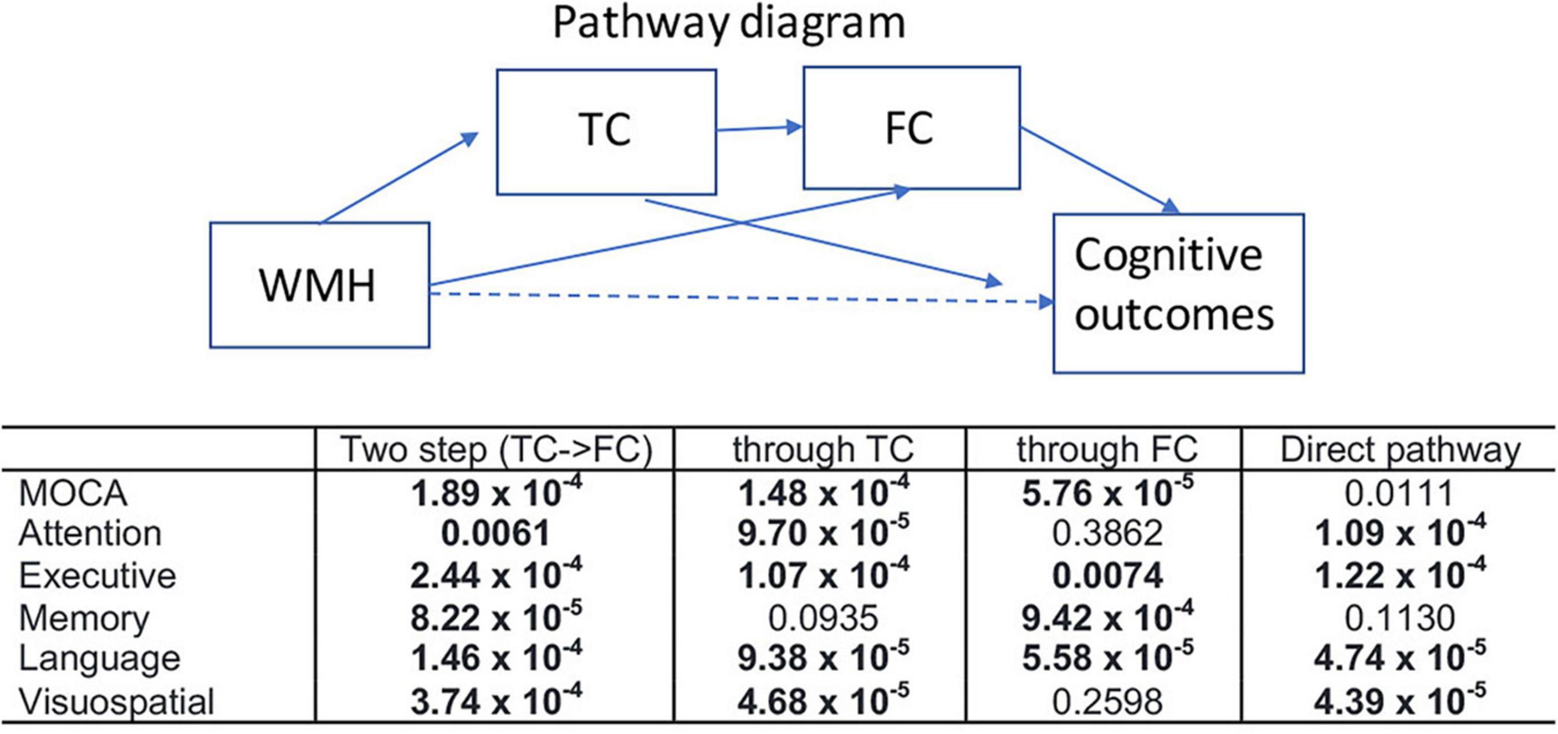 Frontiers Tract Specific White Matter Lesion Load Affects White Matter Microstructure And Their Relationships With Functional Connectivity And Cognitive Decline Aging Neuroscience