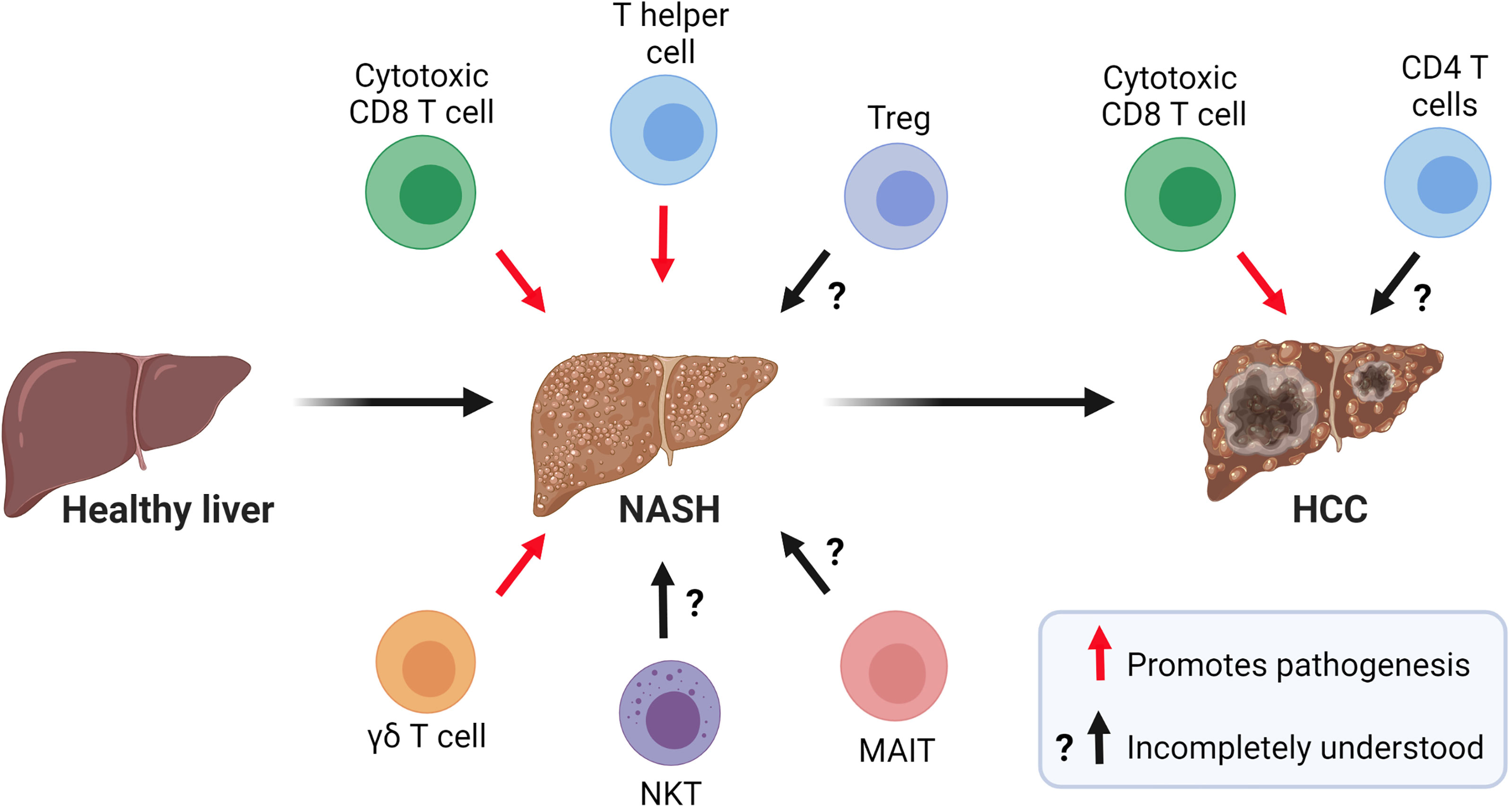 forår Ledig Elastisk Frontiers | Emerging Roles of T Cells in the Pathogenesis of Nonalcoholic  Steatohepatitis and Hepatocellular Carcinoma