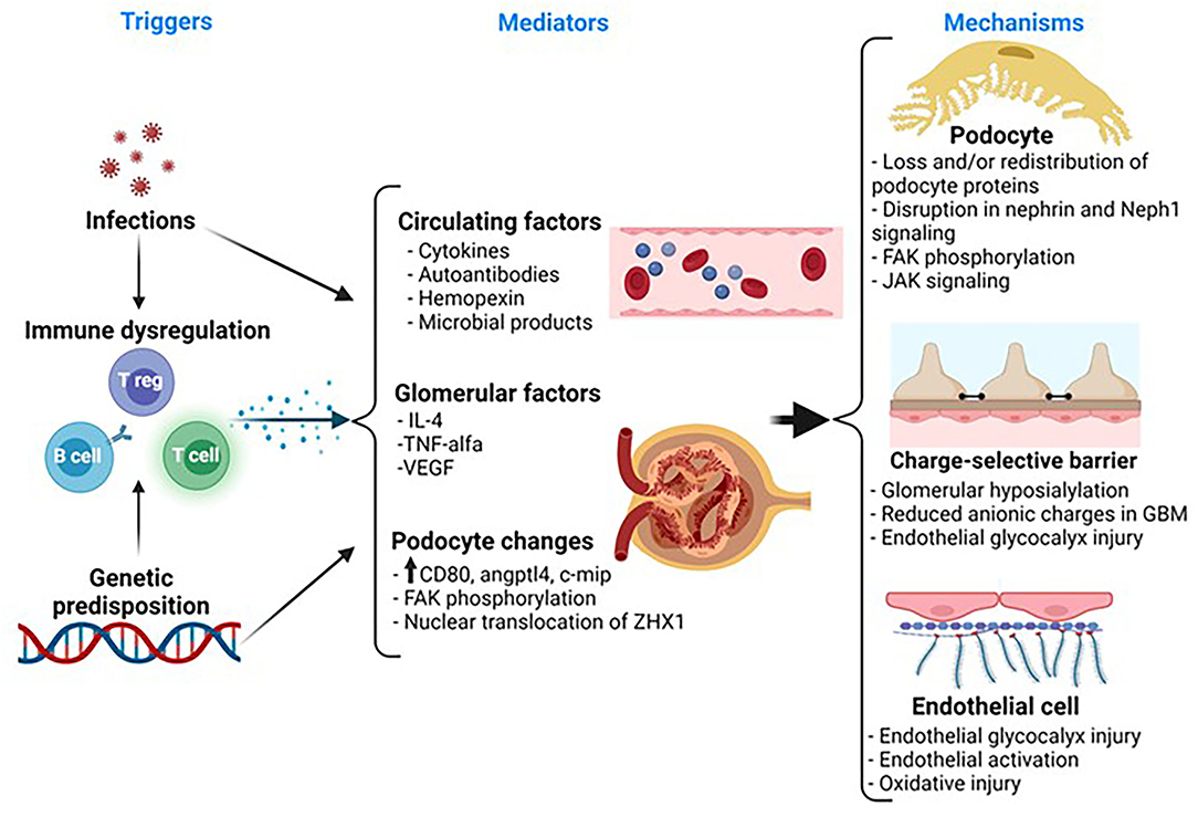 Frontiers Molecular Mechanisms Of Proteinuria In Minimal Change Disease