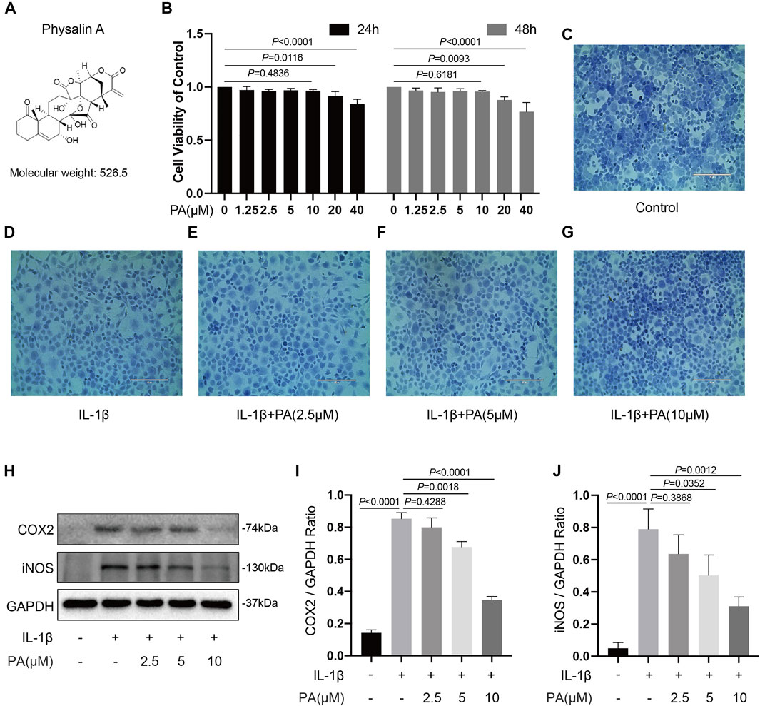 Frontiers | Physalin A Inhibits MAPK and NF-κB Signal Transduction 