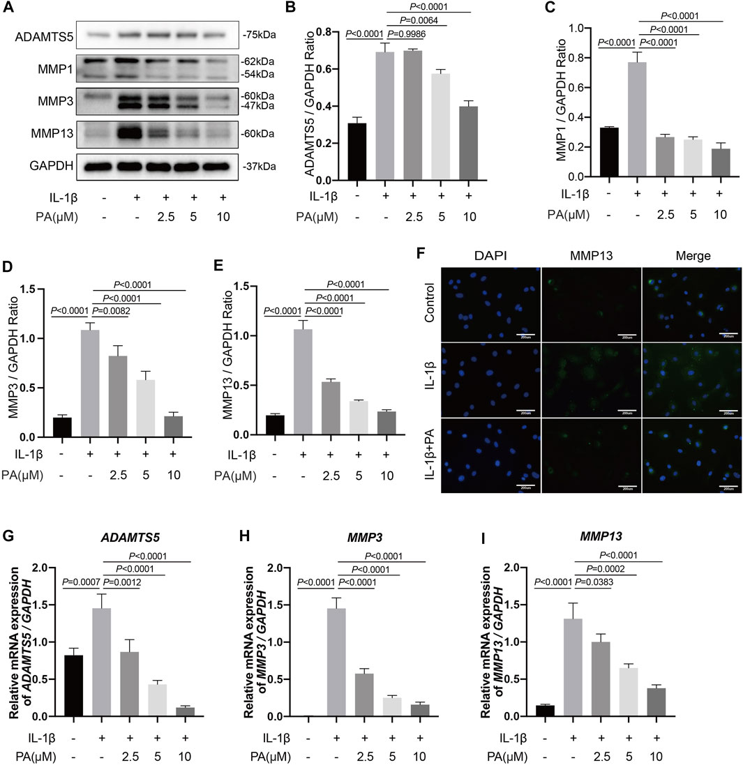 Frontiers | Physalin A Inhibits MAPK and NF-κB Signal Transduction 