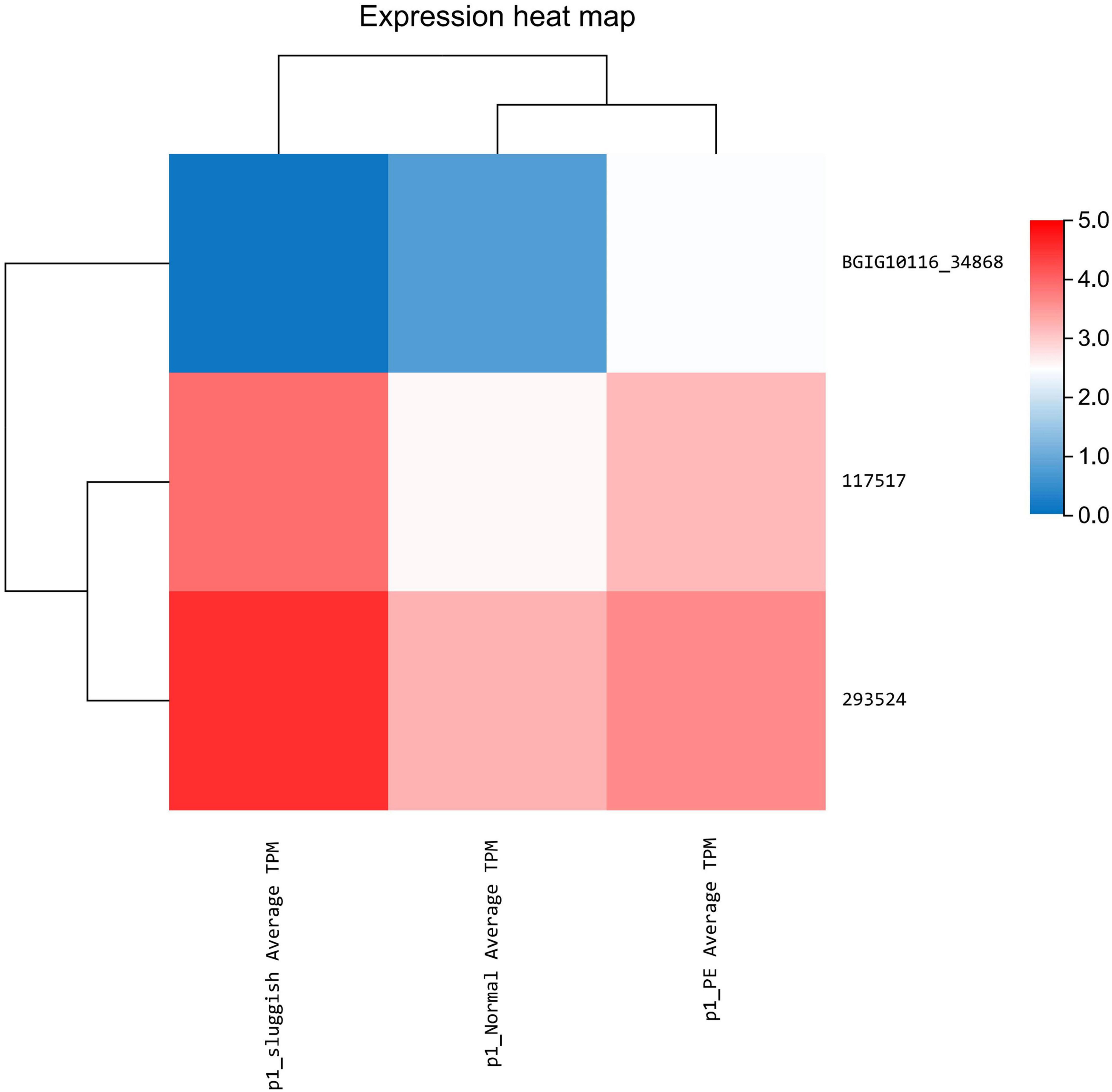 Frontiers BGIG10116 34868 A Newly Discovered Gene Regulating