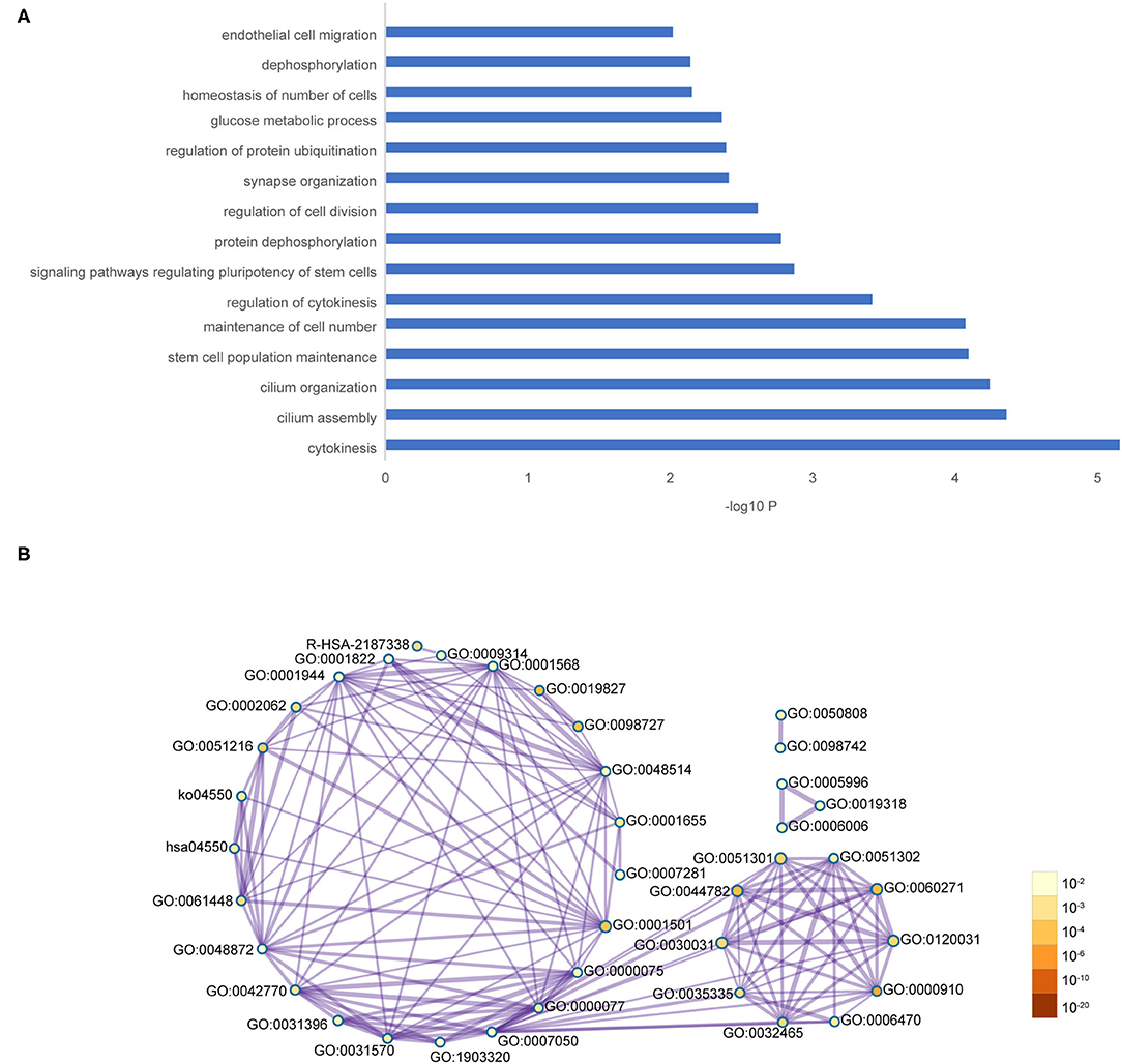 Radiogenomic Analysis of Breast Cancer by Using B-Mode and Vascular US and  RNA Sequencing