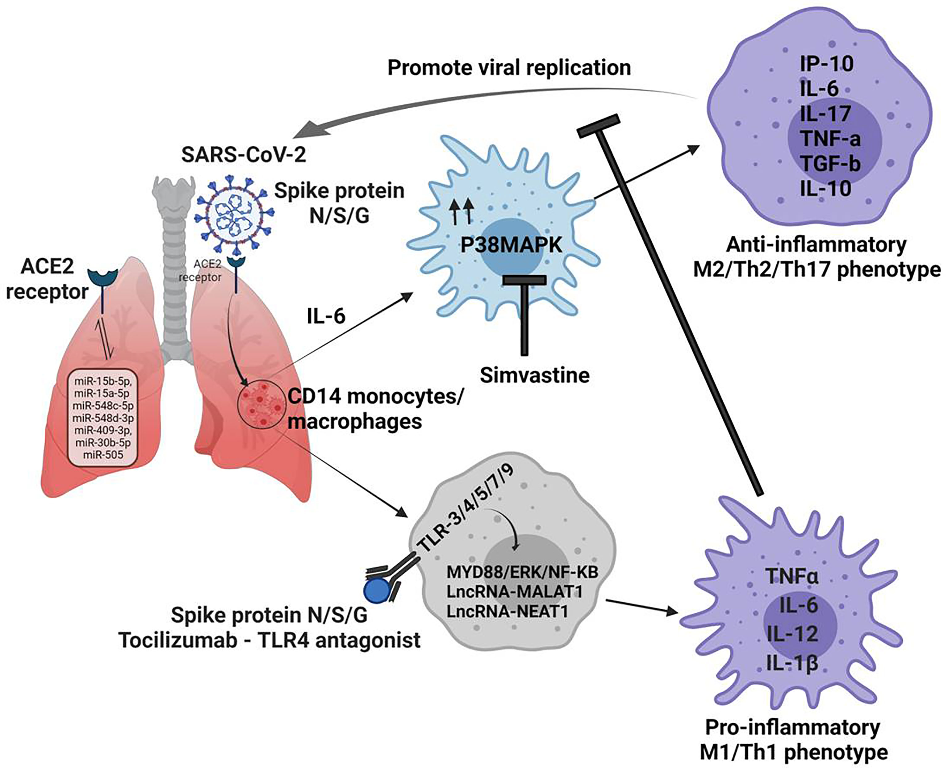 Frontiers Macrophage Activation Syndrome And COVID 19 Impact Of MAPK 