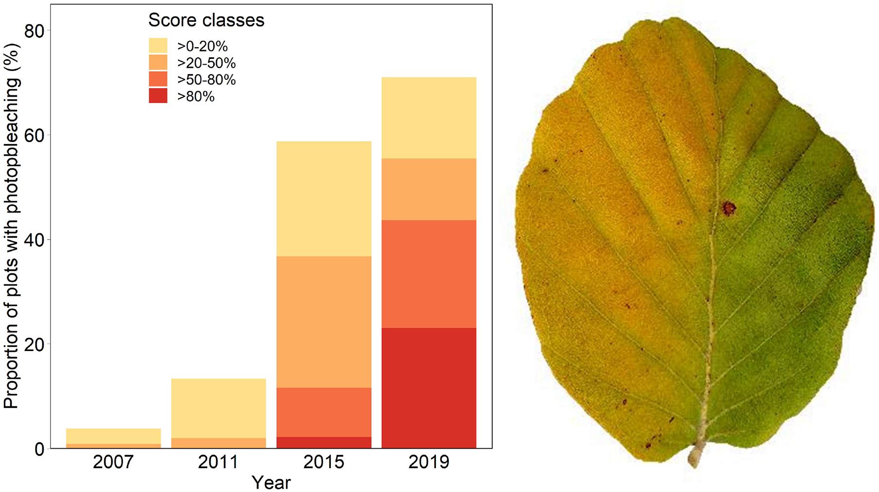 Frontiers  37 Years of Forest Monitoring in Switzerland: Drought Effects  on Fagus sylvatica