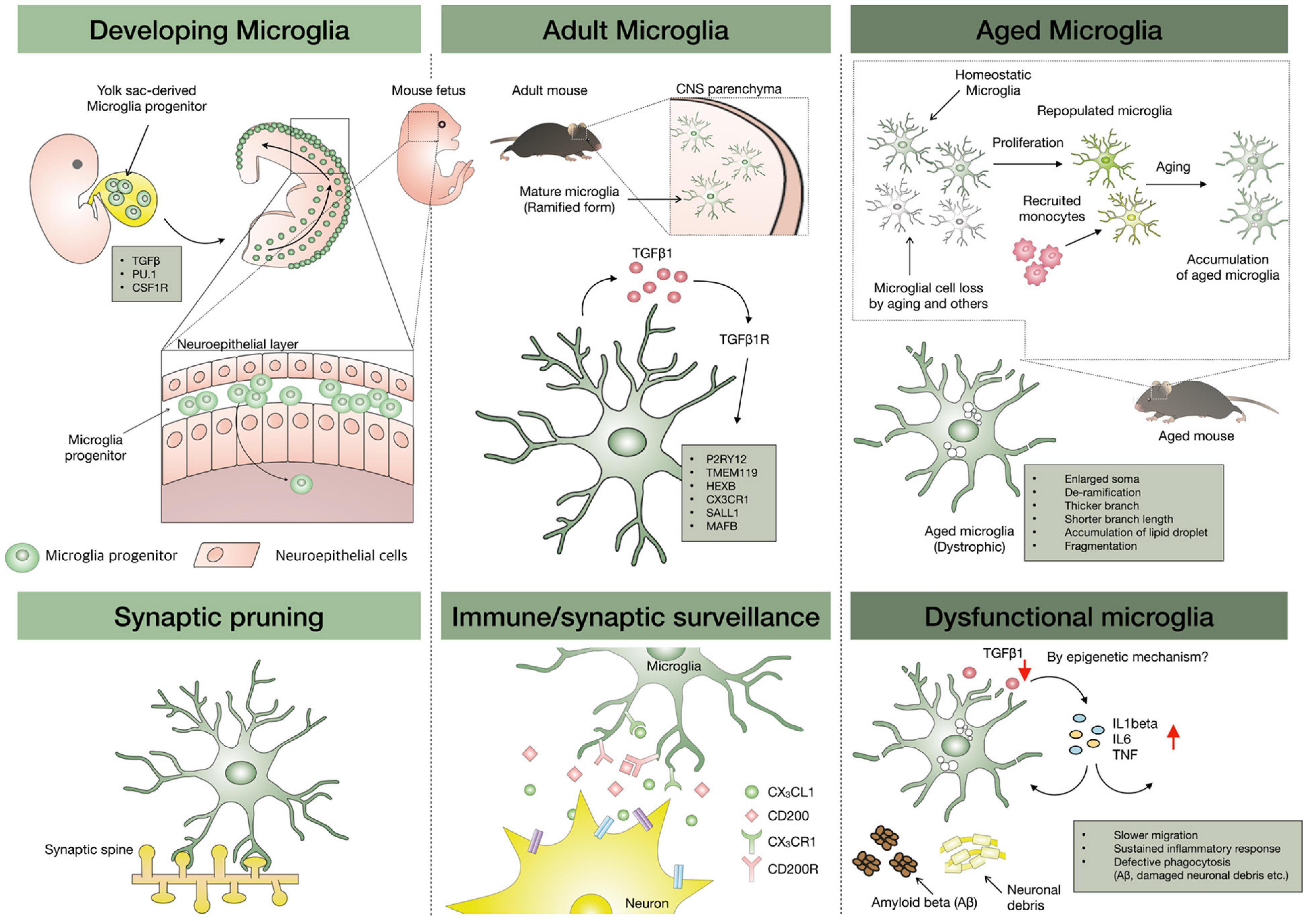 Frontiers Aged Microglia In Neurodegenerative Diseases Microglia 