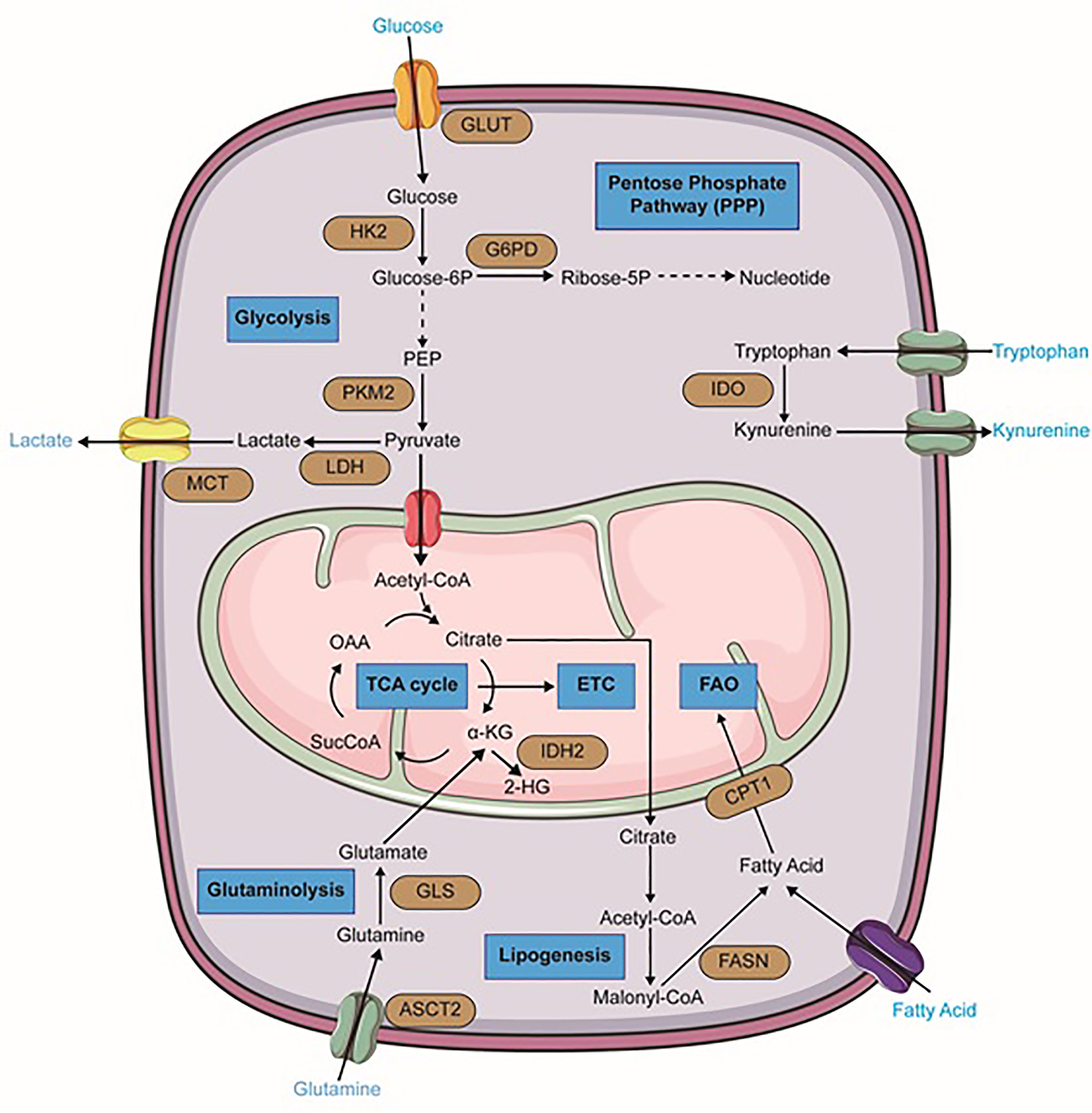 Frontiers The Importance Of Cellular Metabolic Pathways In 