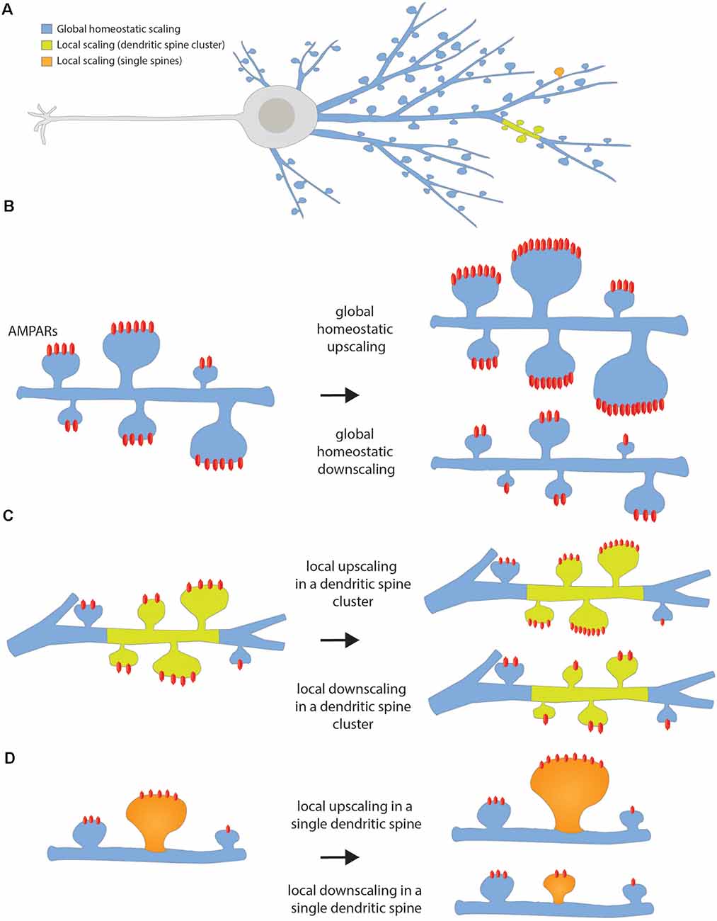 Molecular mechanisms of consolidation. After the encoding of a