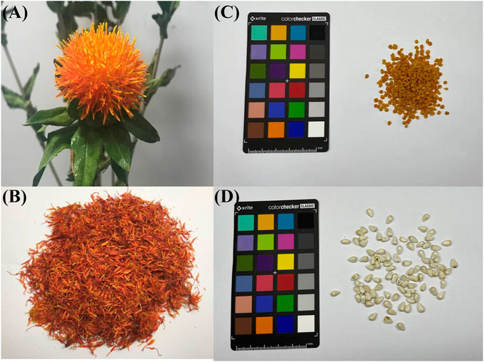 Safflower Blooms with Ingredient Possibilities - Prospector