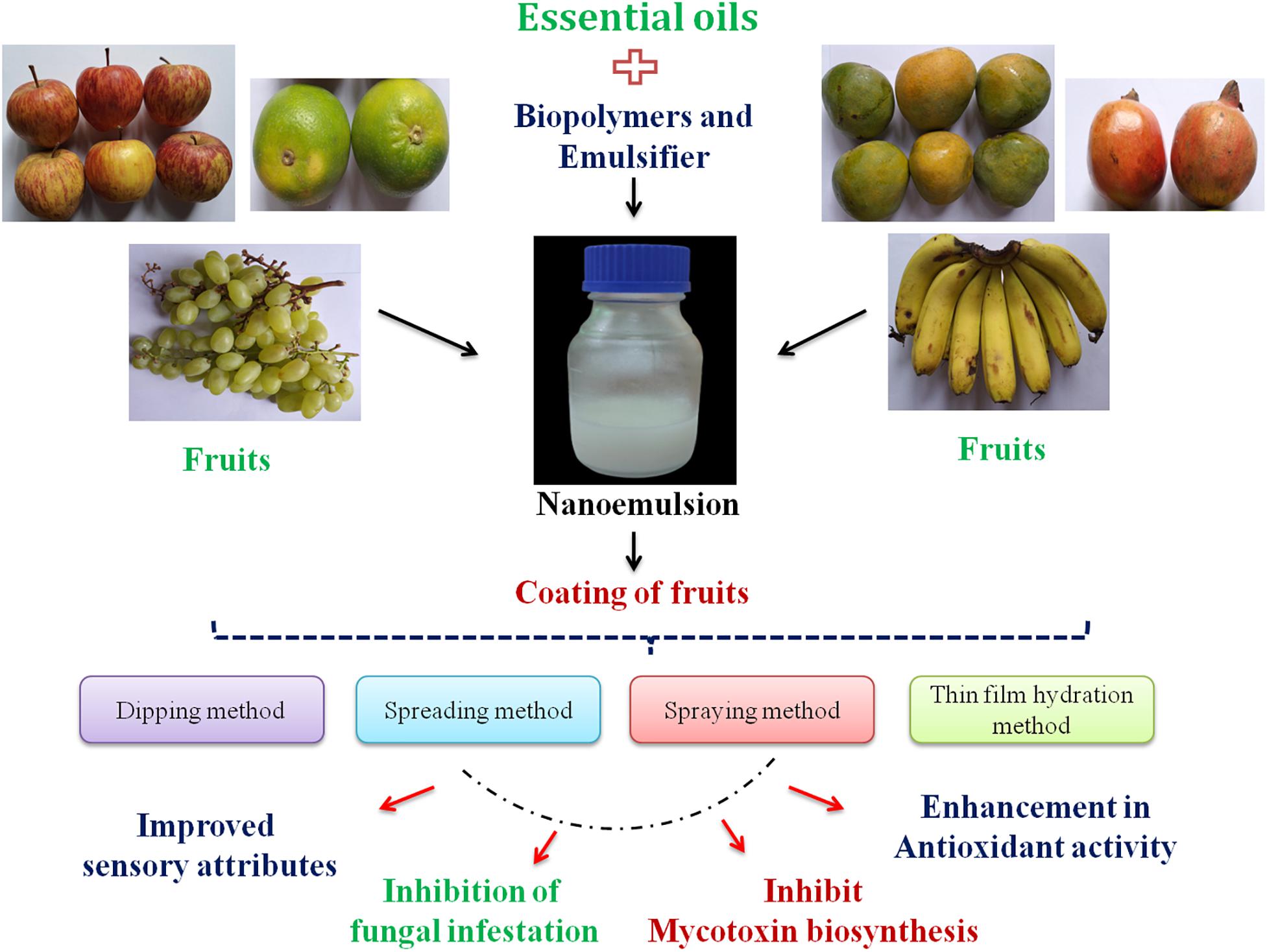 Frontiers | Nanoencapsulation-Based Edible Coating of Essential Oils as ...