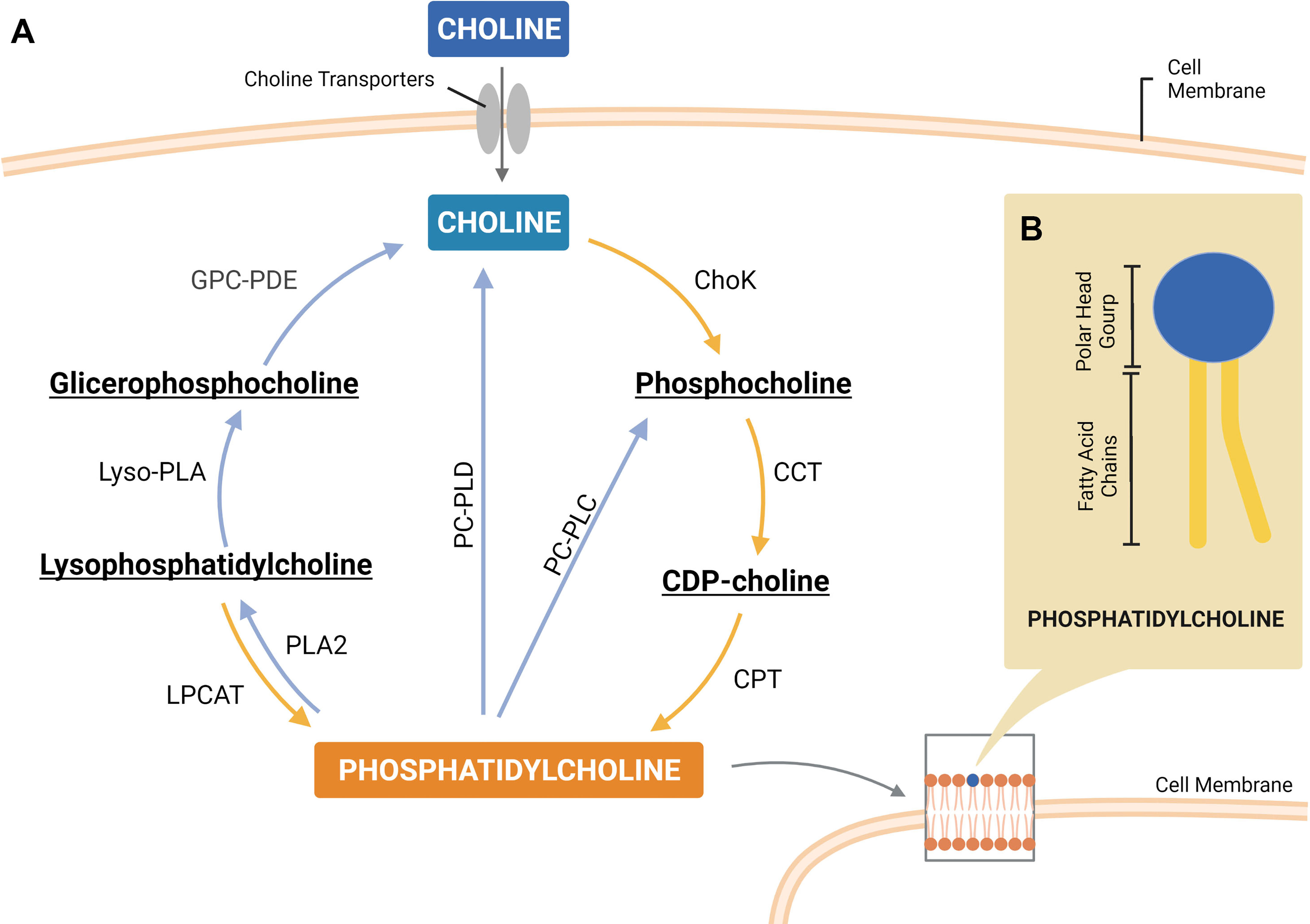 Frontiers | Phosphatidylcholine-Derived Lipid Mediators: The Crosstalk ...