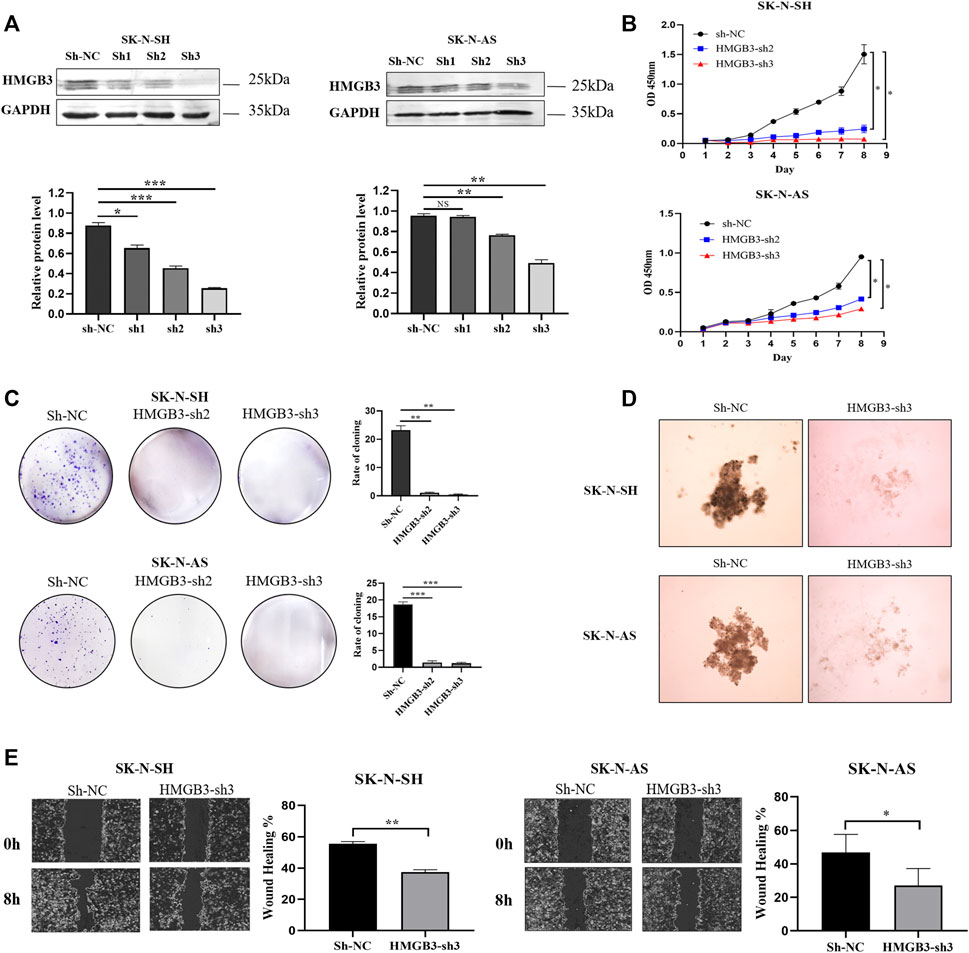 Frontiers | HMGB3 is Associated With an Unfavorable Prognosis of ...