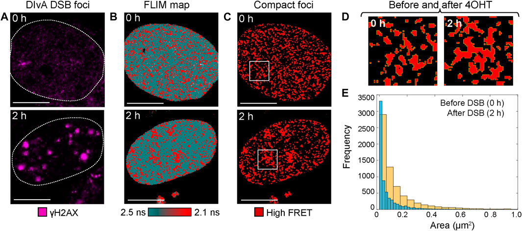 Videnskab overrasket retort Frontiers | Phasor Histone FLIM-FRET Microscopy Maps Nuclear-Wide Nanoscale  Chromatin Architecture With Respect to Genetically Induced DNA  Double-Strand Breaks | Genetics