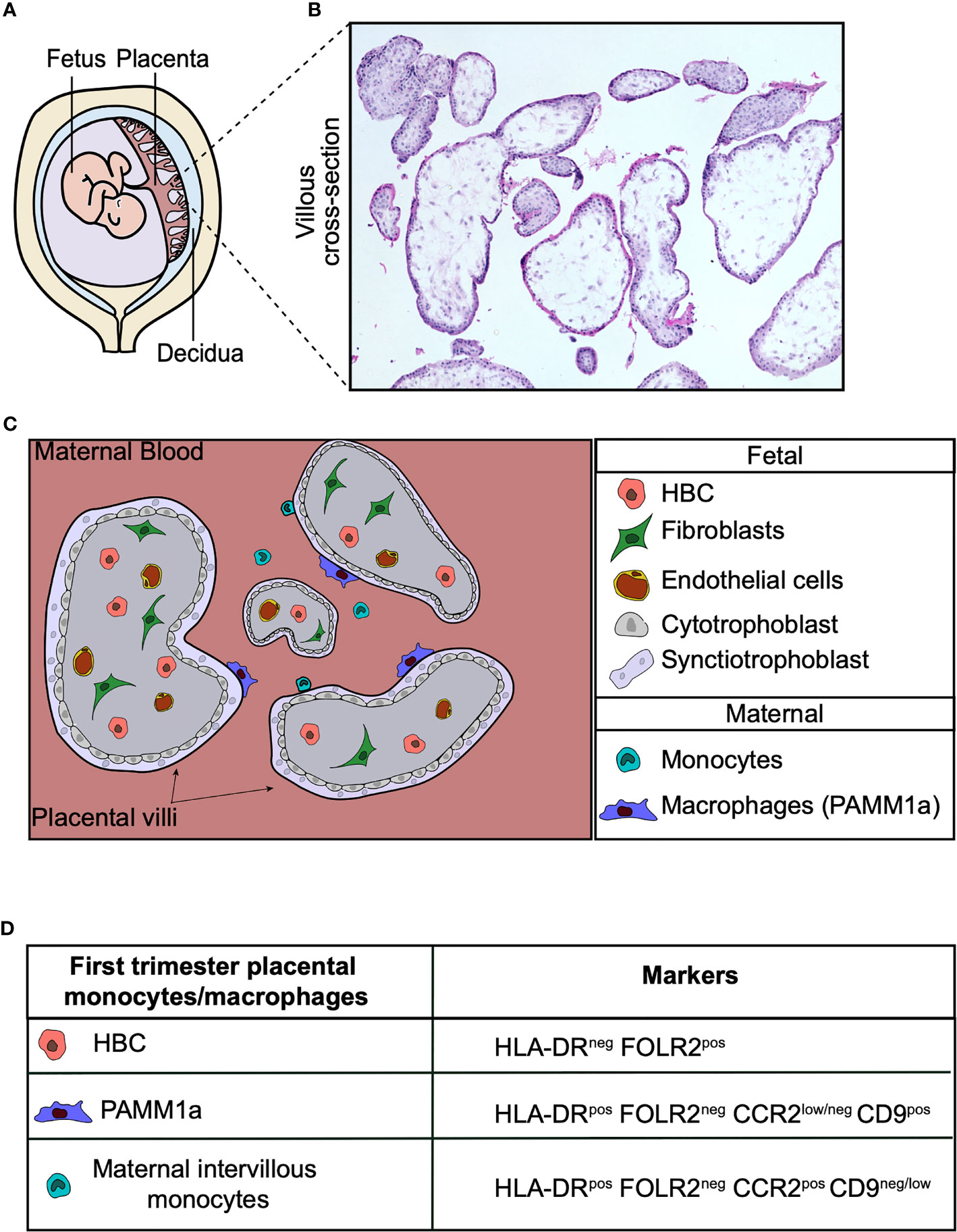 Frontiers The Ontogeny And Function Of Placental Macrophages