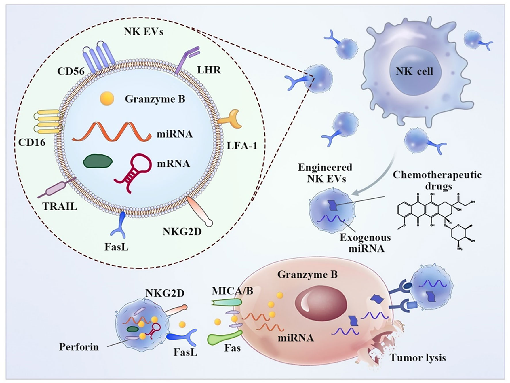 Frontiers | Immune Cell-Derived Extracellular Vesicles – New Strategies ...