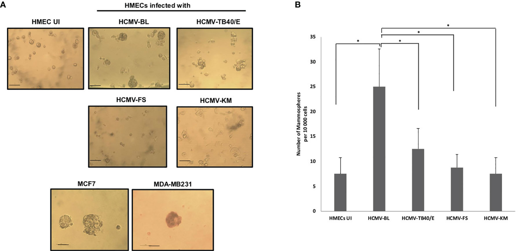 The Human Cytomegalovirus Strain DB Activates Oncogenic Pathways in Mammary  Epithelial Cells - eBioMedicine