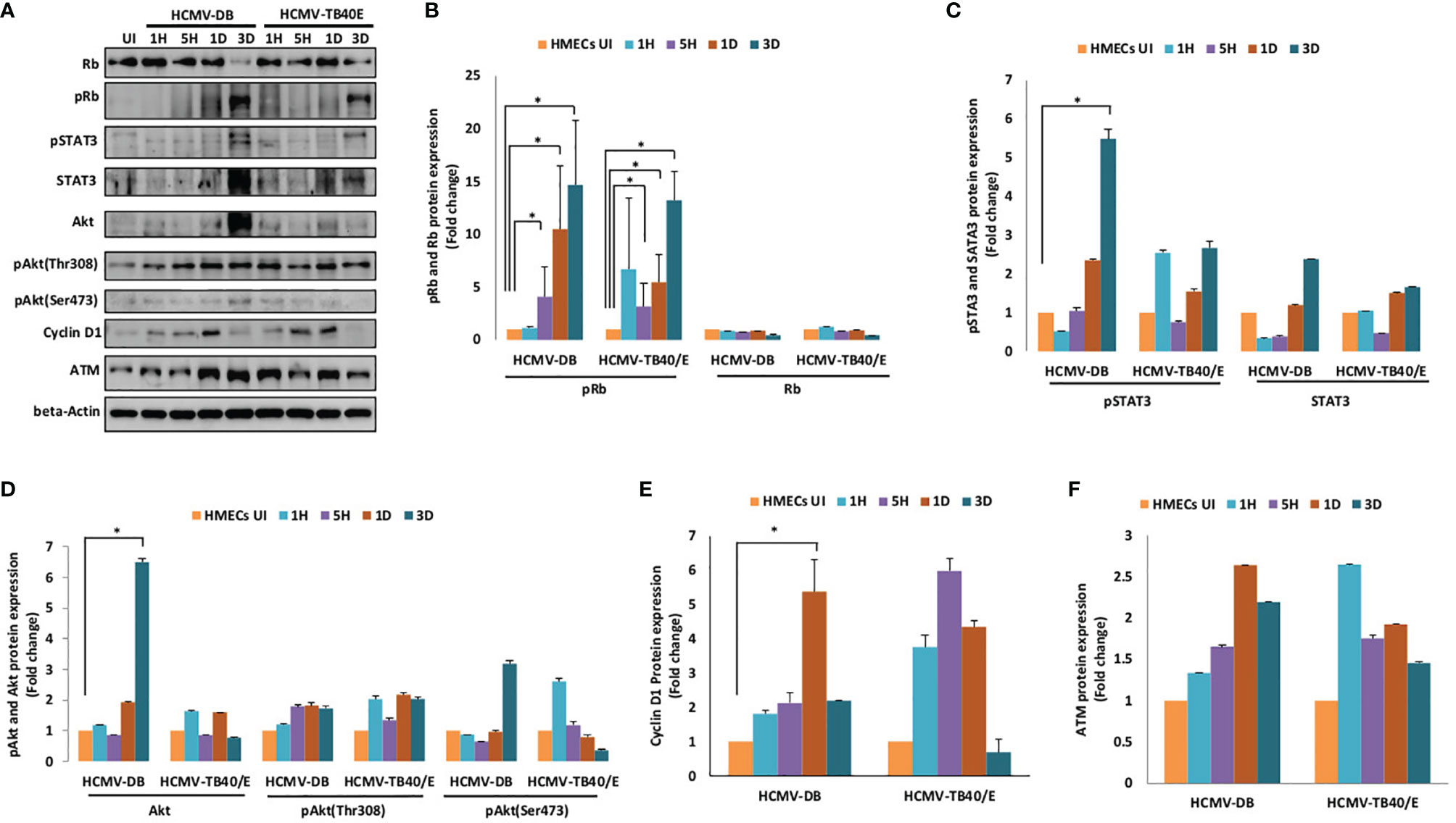 The Human Cytomegalovirus Strain DB Activates Oncogenic Pathways in Mammary  Epithelial Cells - eBioMedicine