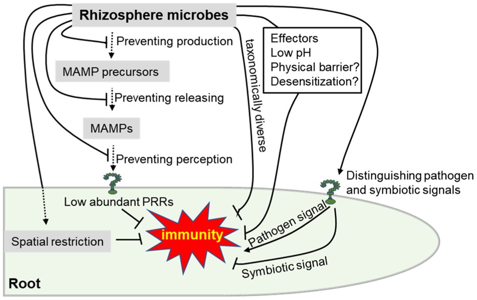 Frontiers  The root signals in rhizospheric inter-organismal