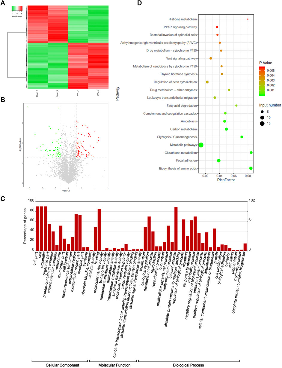 Proteomic analysis of the rat urinary bladder and urinary smooth muscle