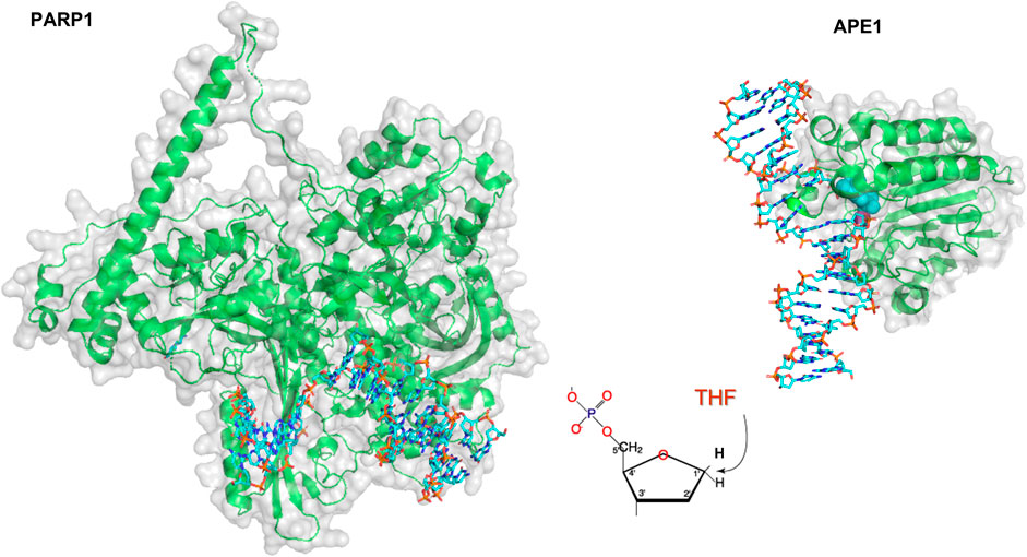 Research < Zhang Laboratory of Single-Molecule Biophysics